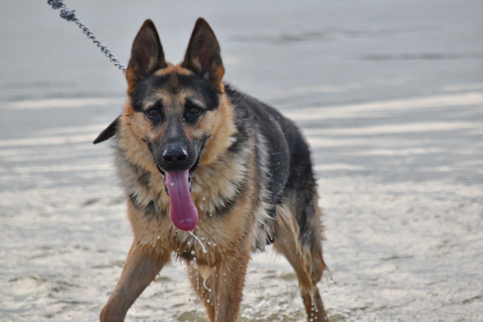 Nikon D5500 sample photo. German, shepherd dog, water photography