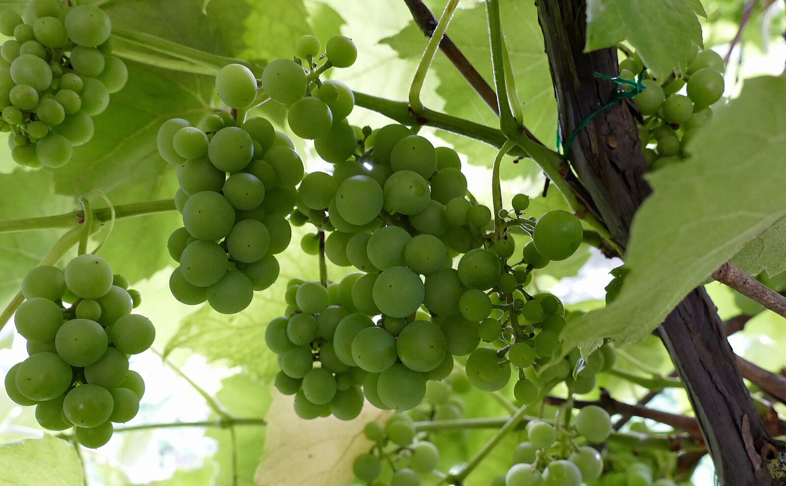 Panasonic Lumix DMC-FZ1000 sample photo. Nature, wine, grapes photography
