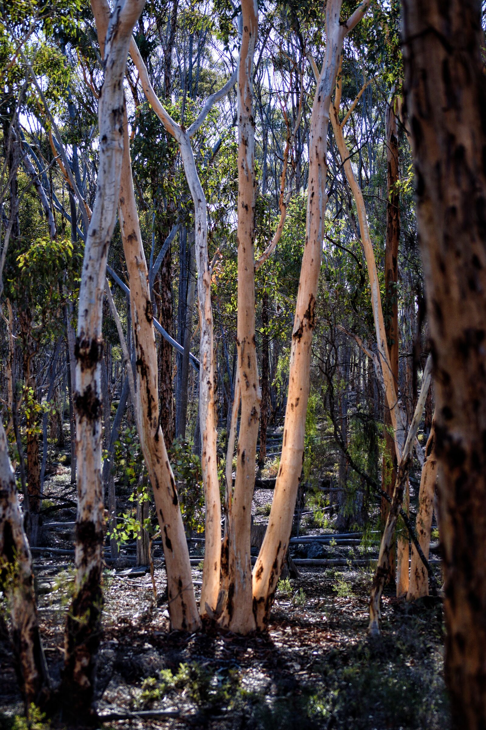 Nikon D3300 sample photo. Dryandra, powderbark, morning photography