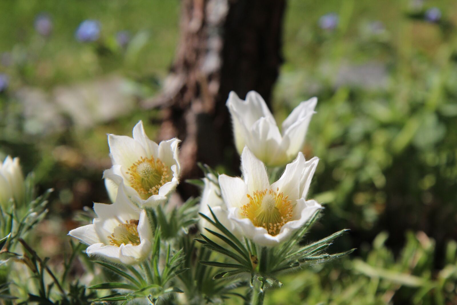 Canon EOS 600D (Rebel EOS T3i / EOS Kiss X5) sample photo. Spring-flowering, flowers, garden photography