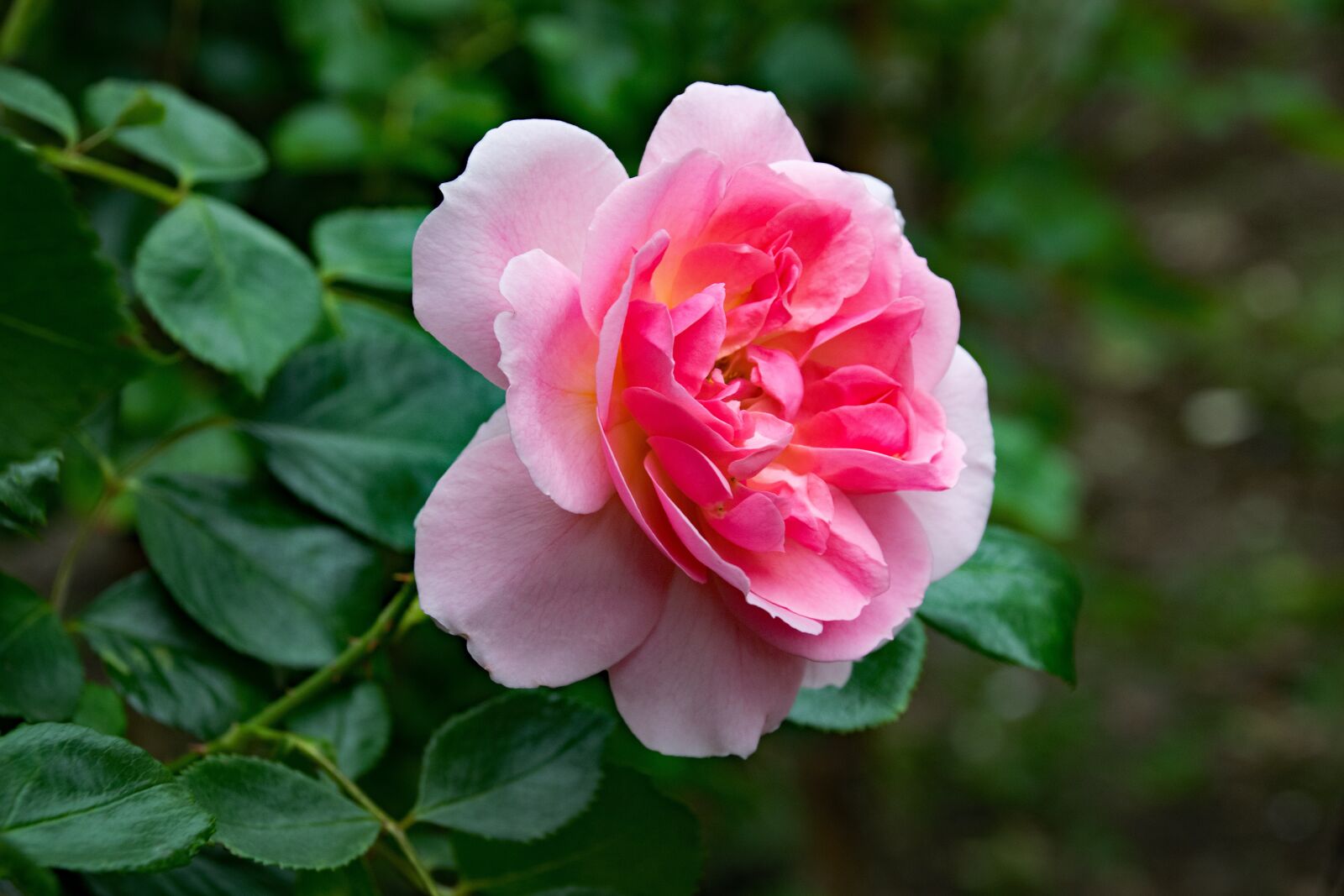 Nikon D5300 sample photo. Rose, pink cloud, climbing photography
