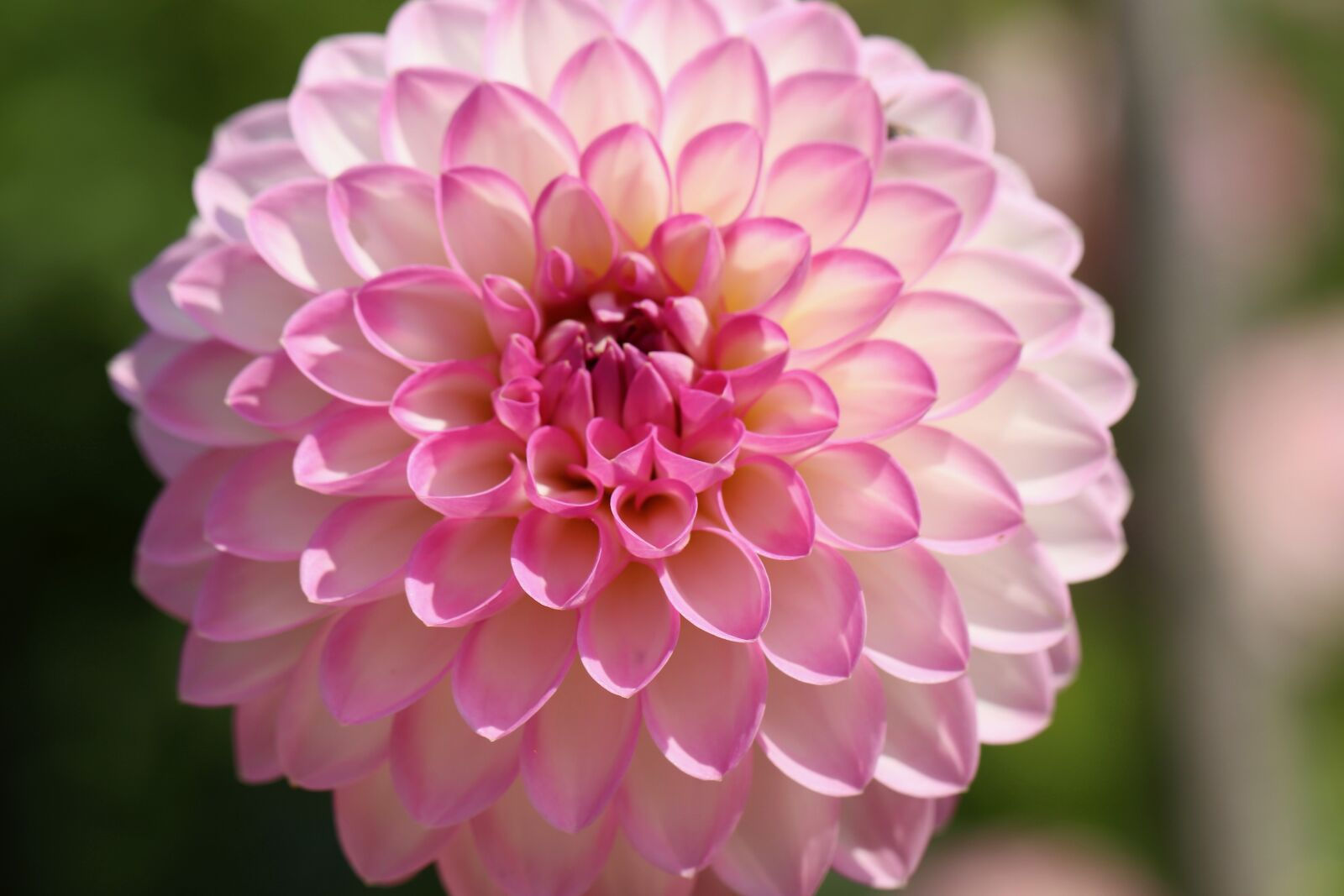 Canon EOS 800D (EOS Rebel T7i / EOS Kiss X9i) sample photo. Dahlia, blossom, bloom photography