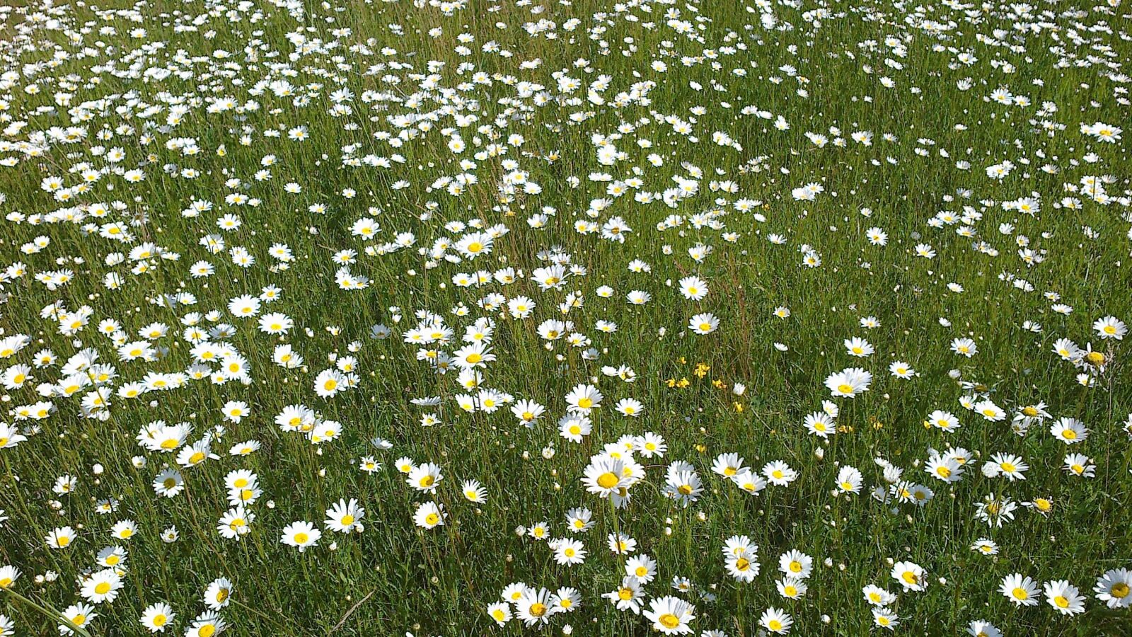 Nokia 500 sample photo. Meadow, field, flower photography