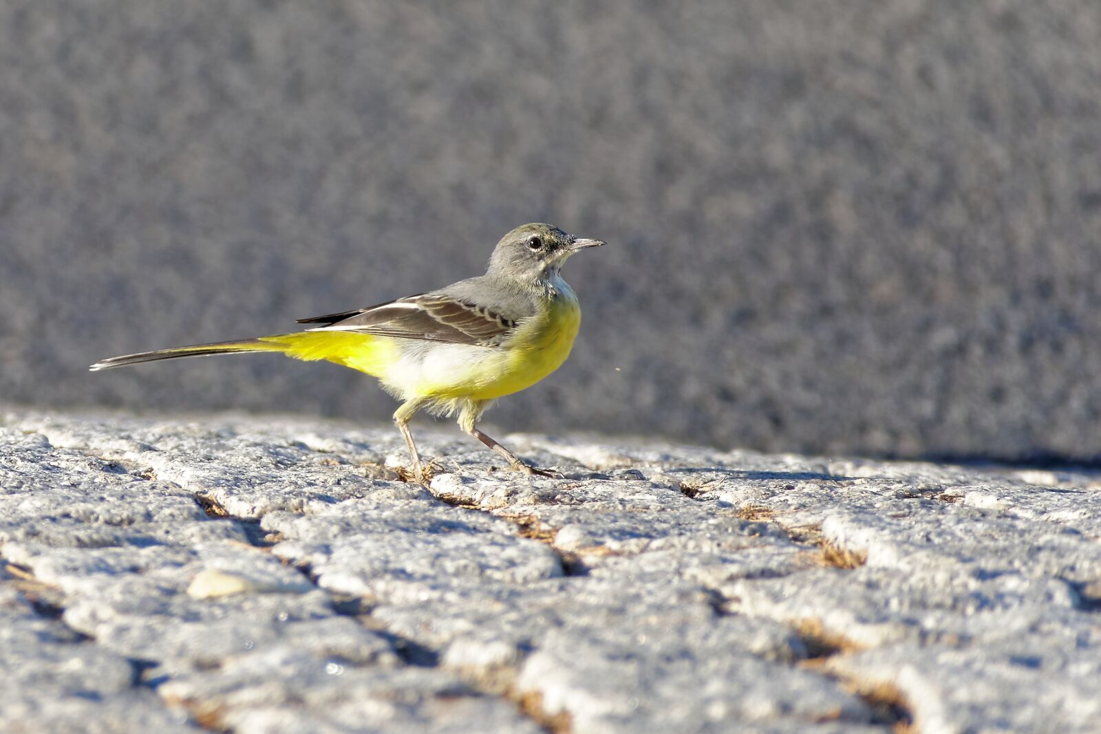 Panasonic Lumix DMC-FZ1000 sample photo. Bird, grey wagtail, animal photography