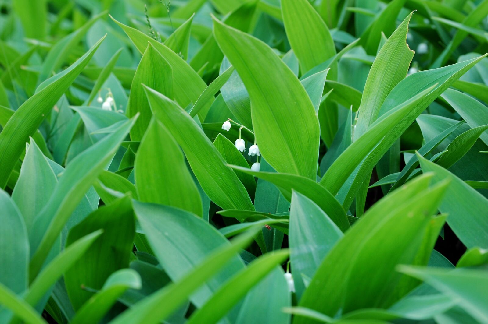 Nikon D40 sample photo. Lily of the valley photography