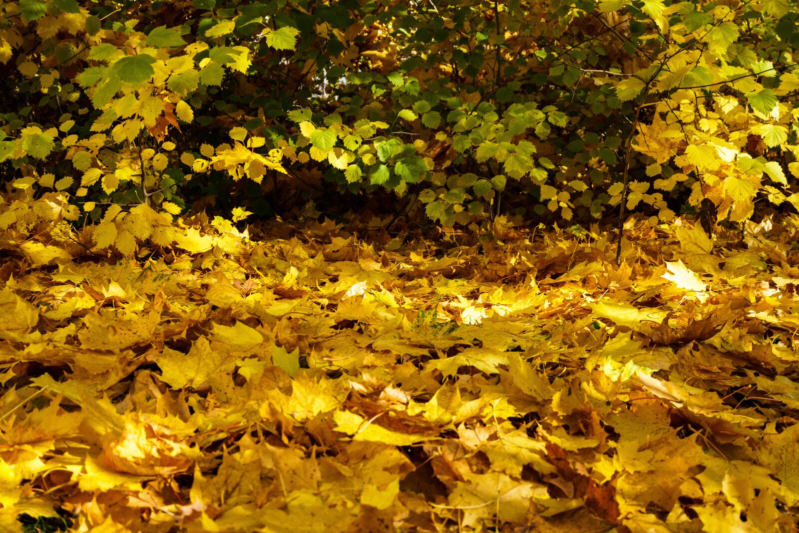 Sony a6300 sample photo. Autumn, maple leaves, foliage photography