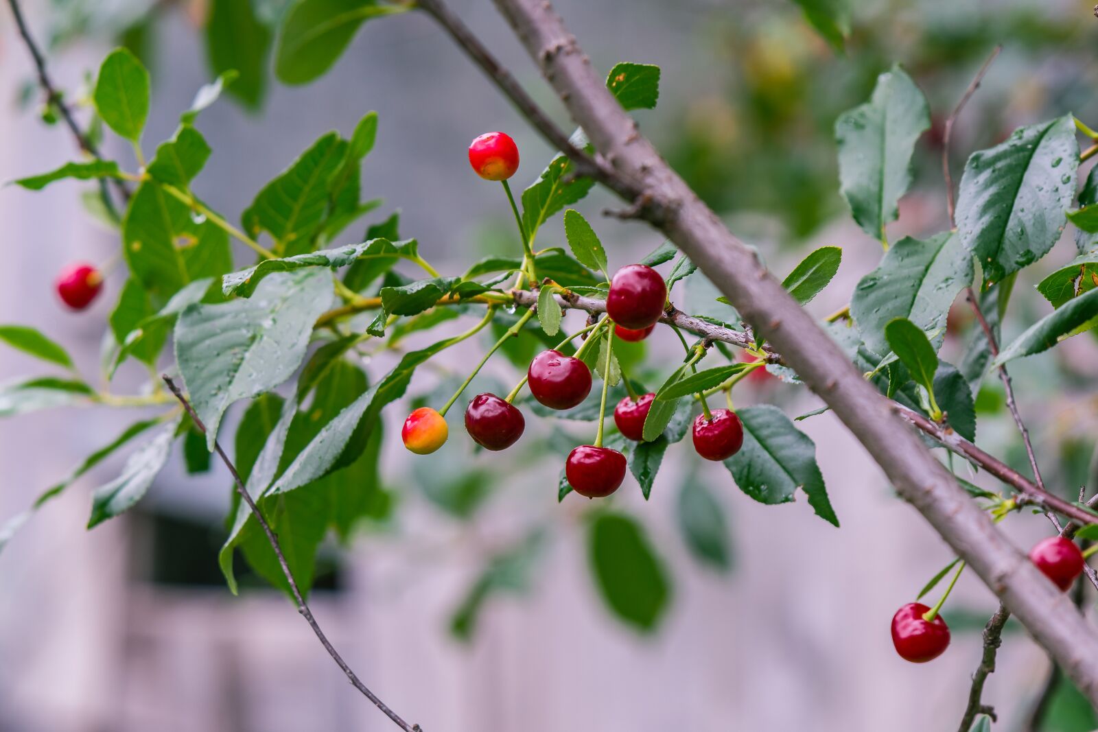 Nikon D7200 sample photo. Cherry, berry, red photography