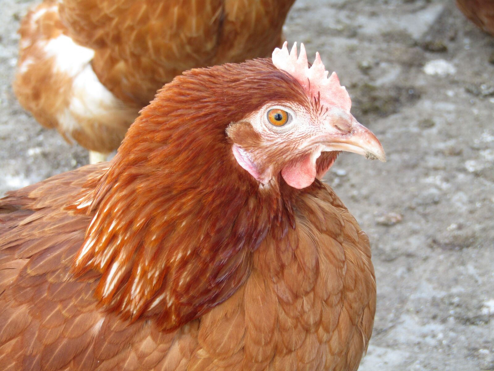 Canon POWERSHOT SX432 IS sample photo. Hen, chicken, brown photography
