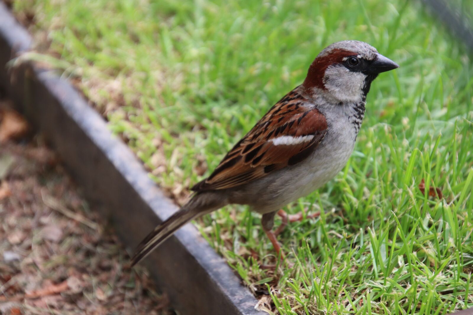 Canon EOS 800D (EOS Rebel T7i / EOS Kiss X9i) sample photo. Moineau friquet, sparrows, birds photography