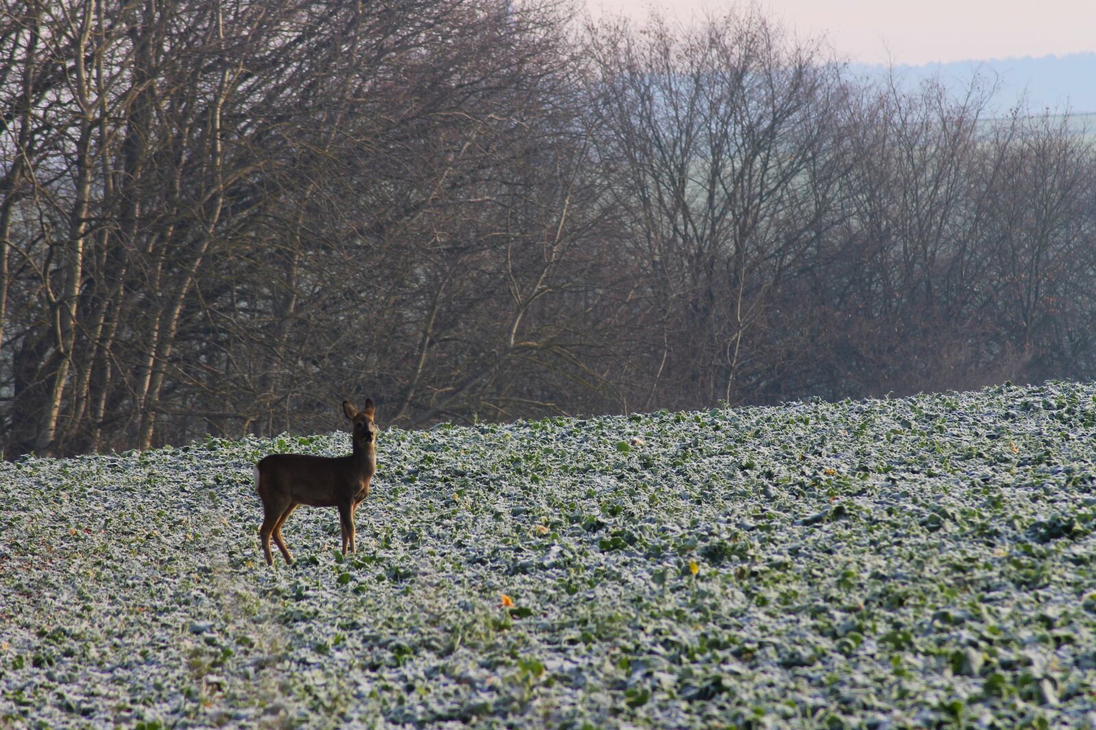 Canon EOS 1100D (EOS Rebel T3 / EOS Kiss X50) sample photo. Roe deer, forest, field photography