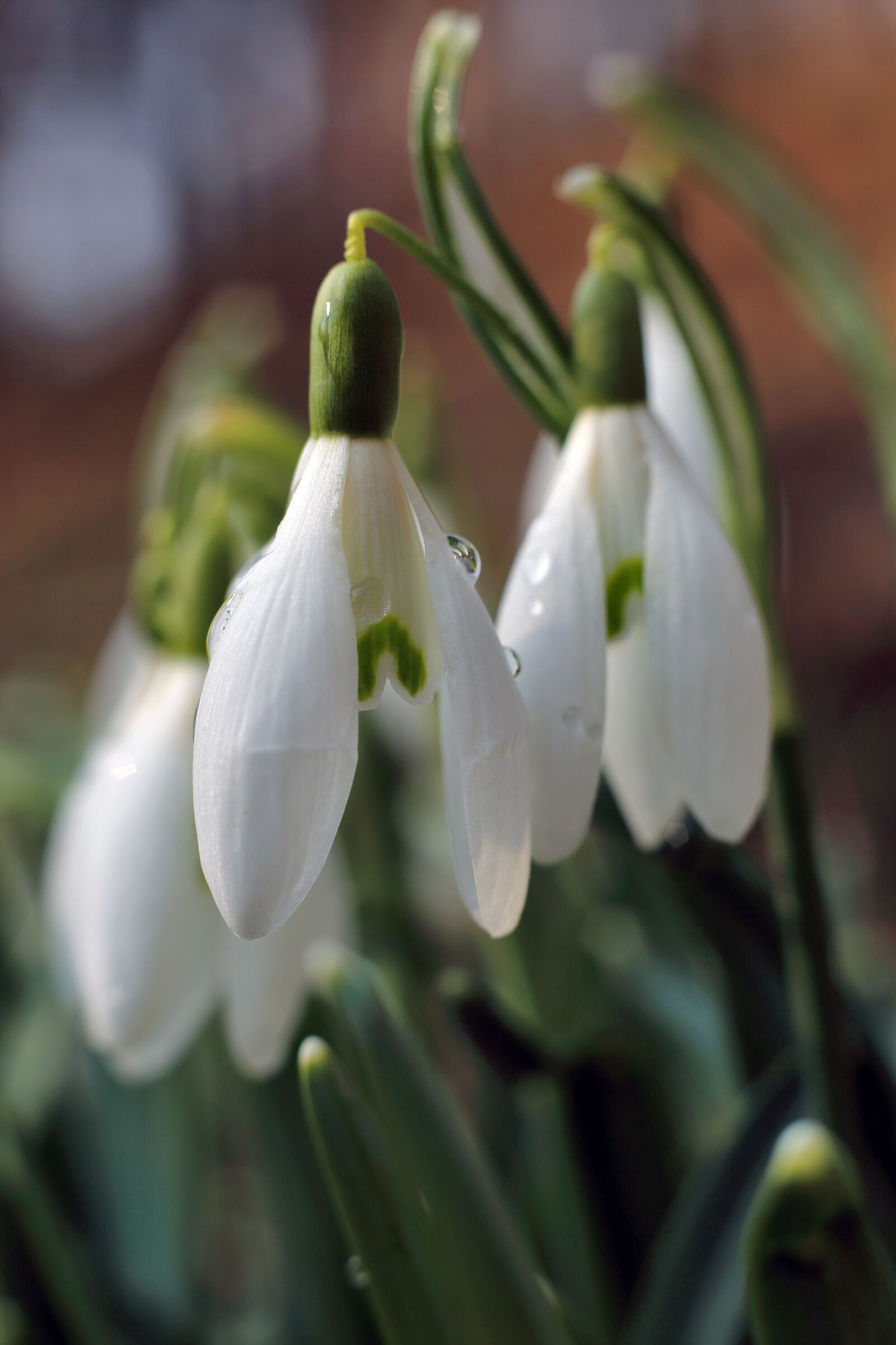 Canon EF 50mm F1.8 II sample photo. Spring, flower, meadow photography