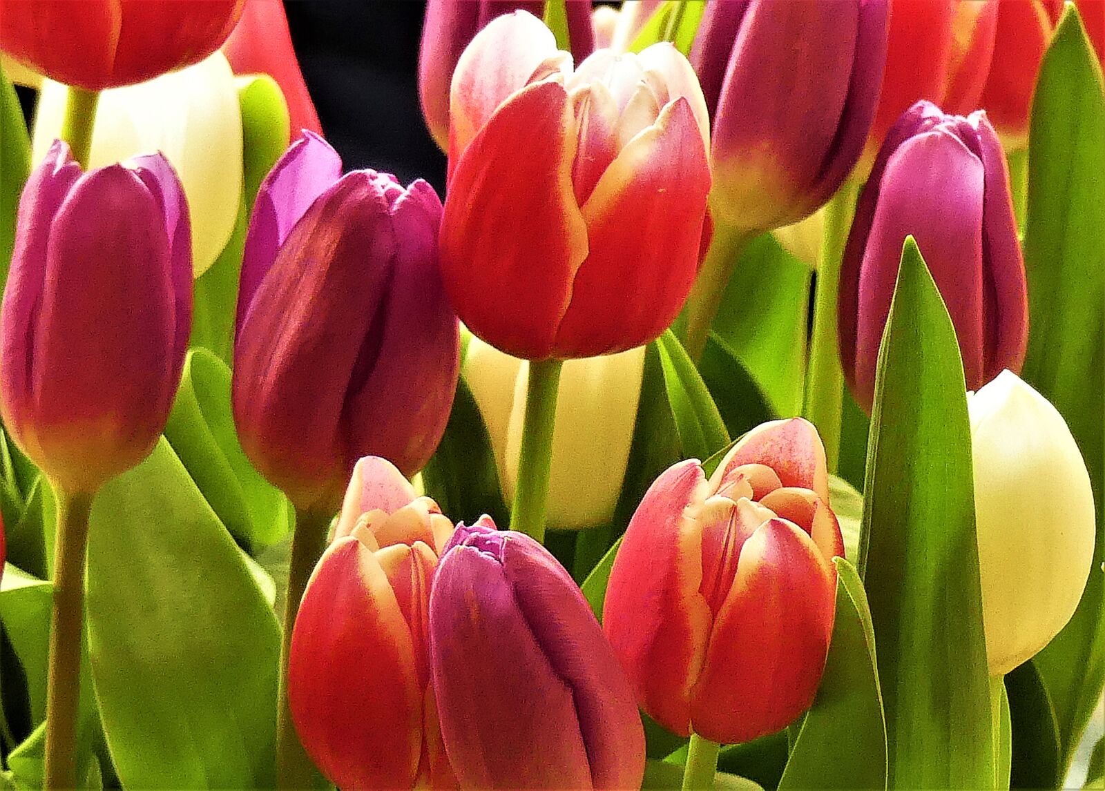 Panasonic Lumix DMC-FZ300 sample photo. Tulips, colorful, nature photography