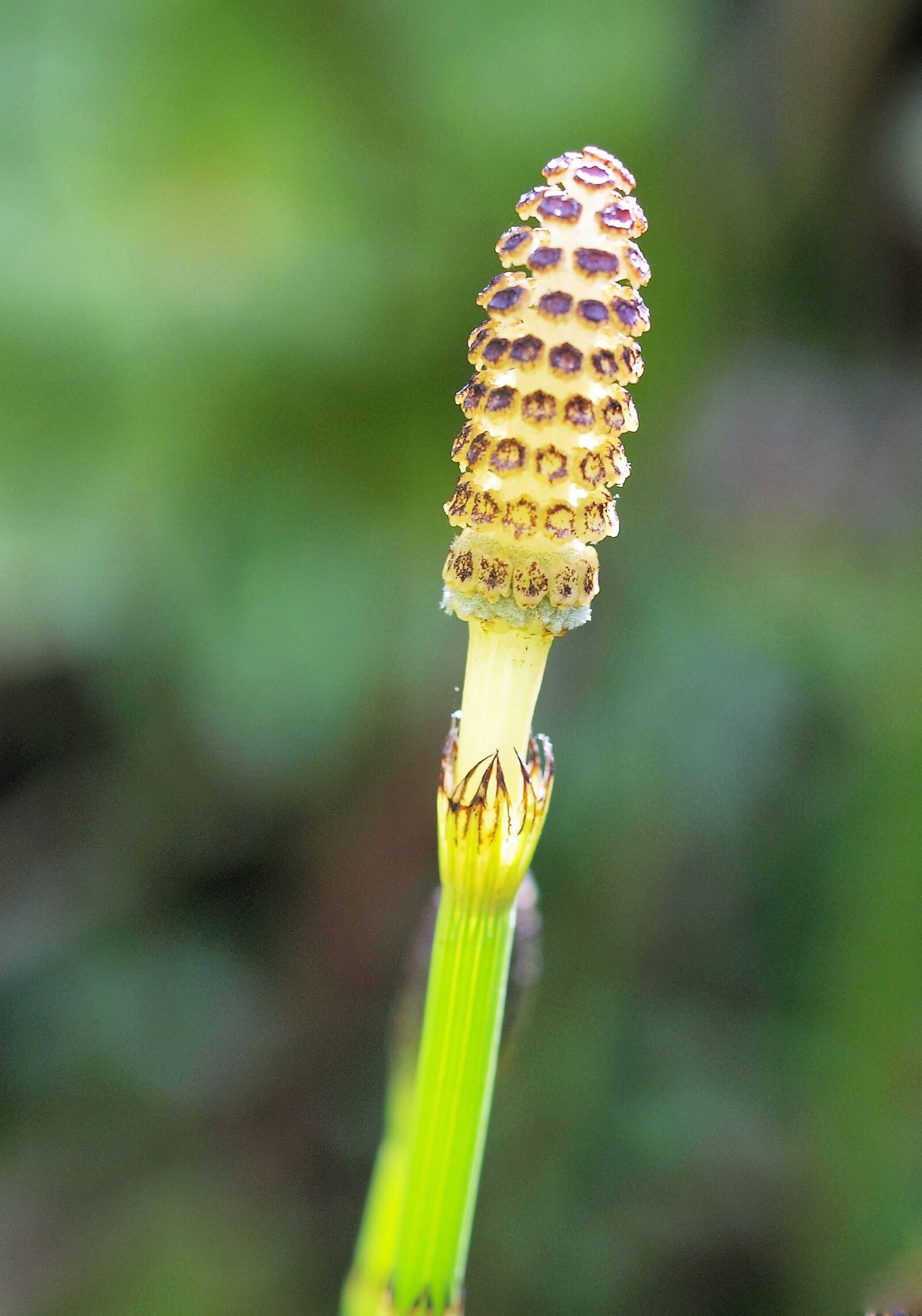 Olympus E-520 (EVOLT E-520) sample photo. Nature, outdoors, grass photography