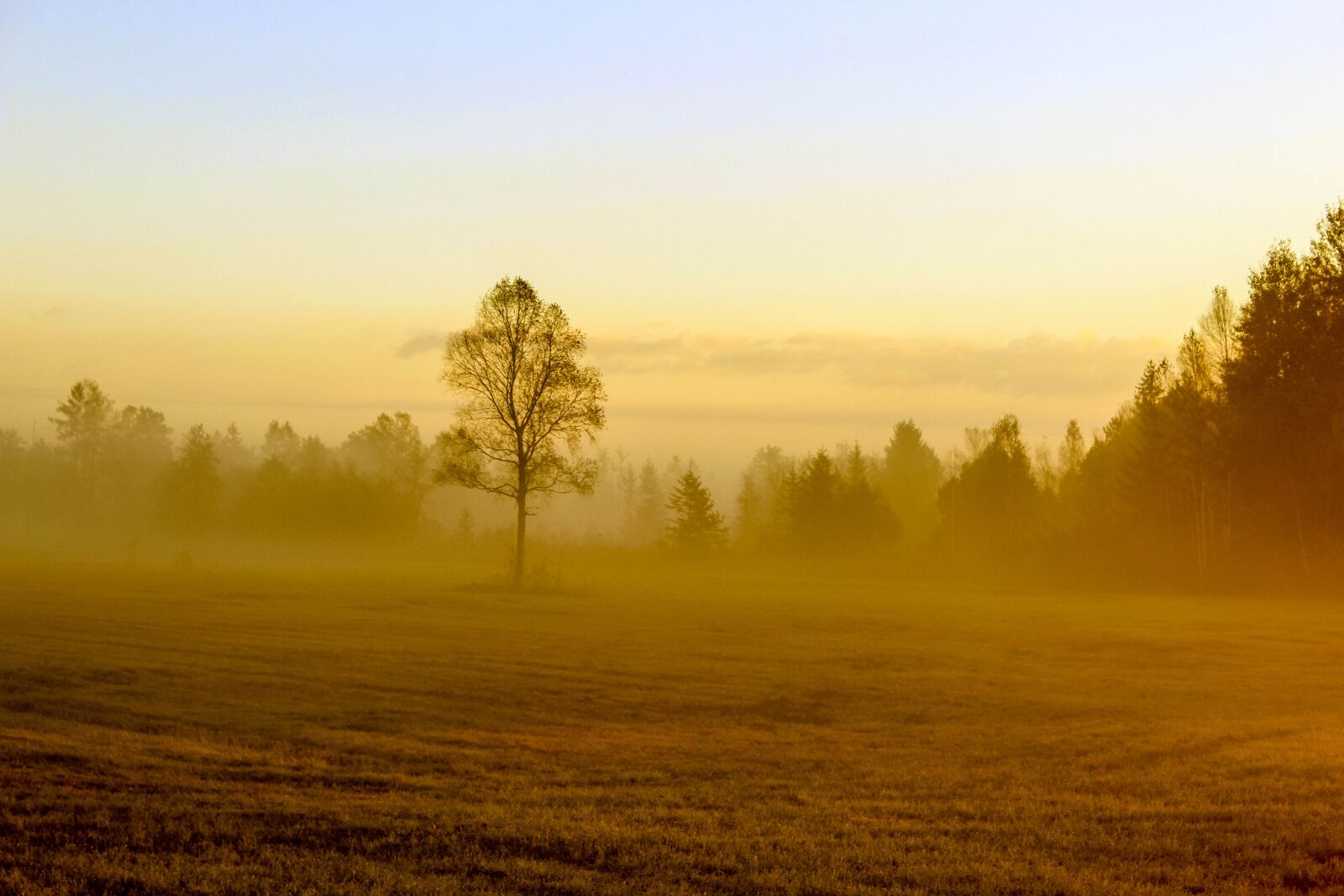 Canon EOS 600D (Rebel EOS T3i / EOS Kiss X5) sample photo. Autumn, tree, field photography