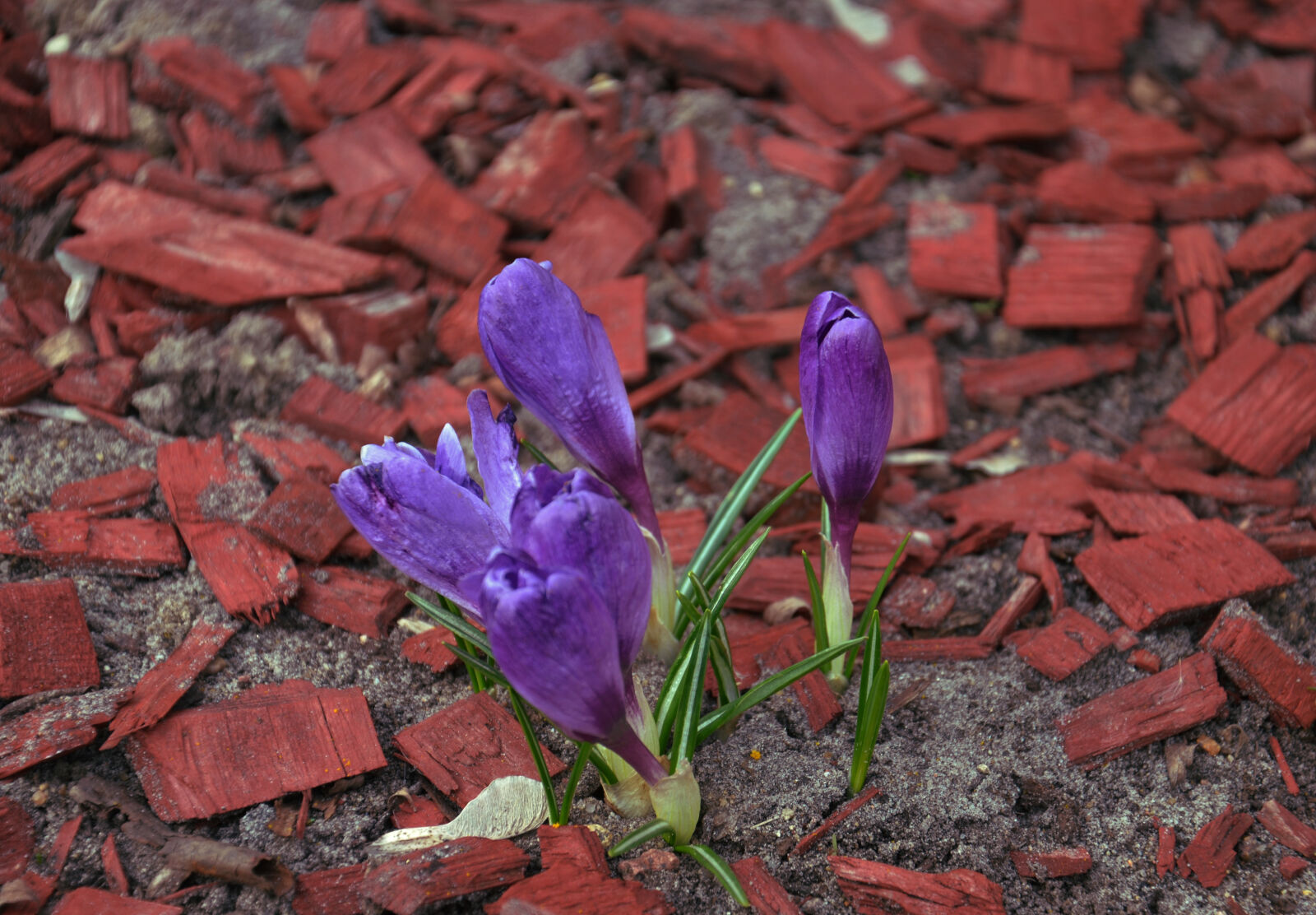Nikon D5100 sample photo. Spring, 1 photography