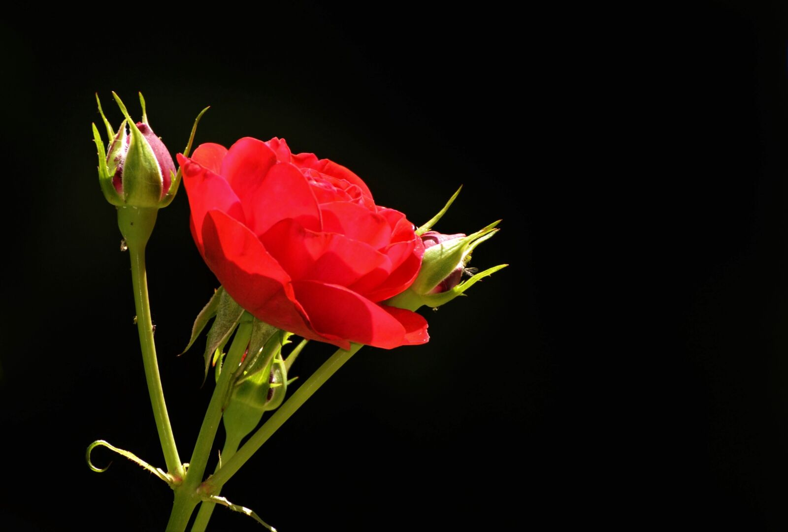 Nikon D3200 sample photo. Rose, bud, blossom photography