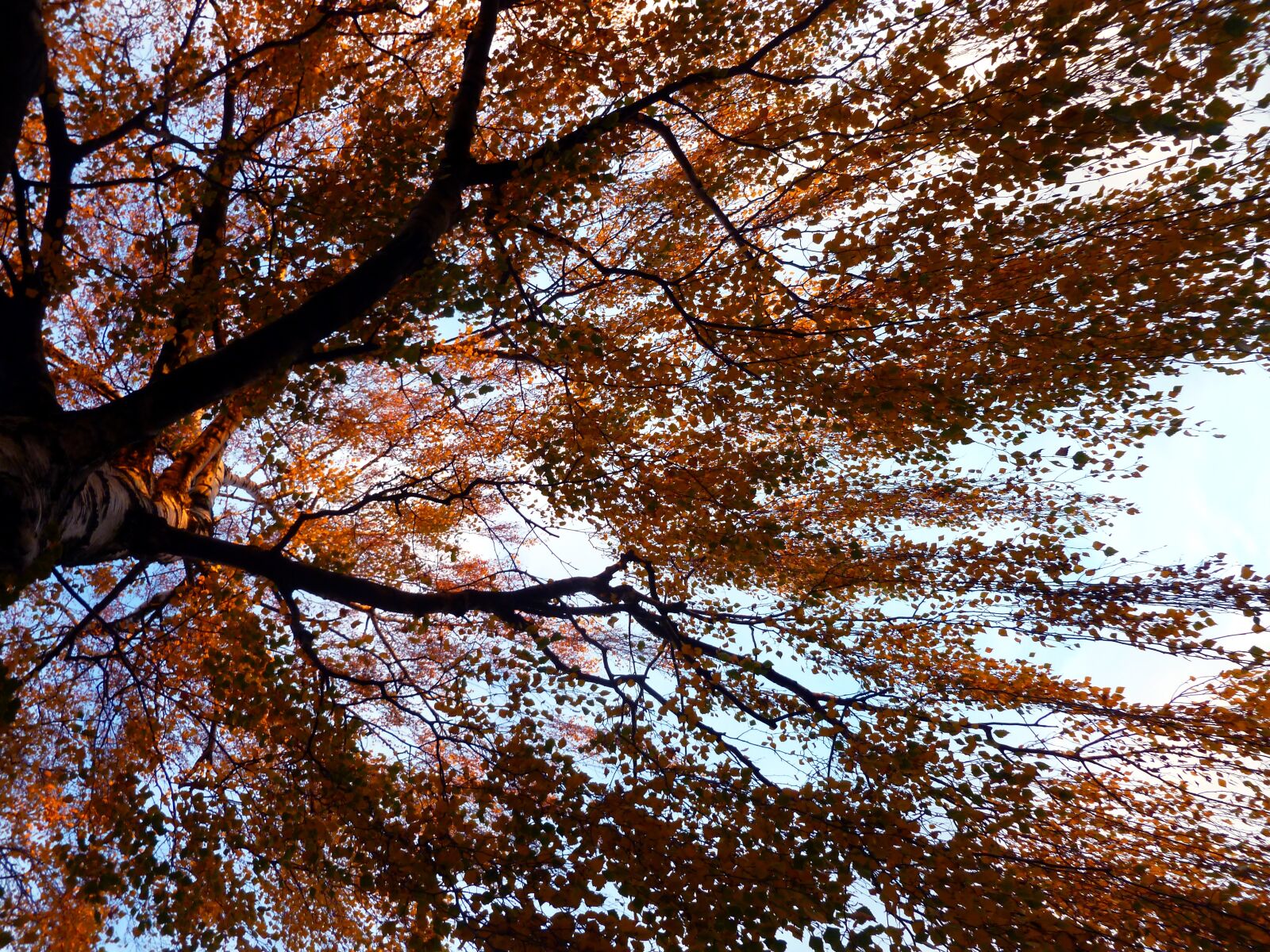 Panasonic DMC-FS37 sample photo. Tree, birch, autumn photography