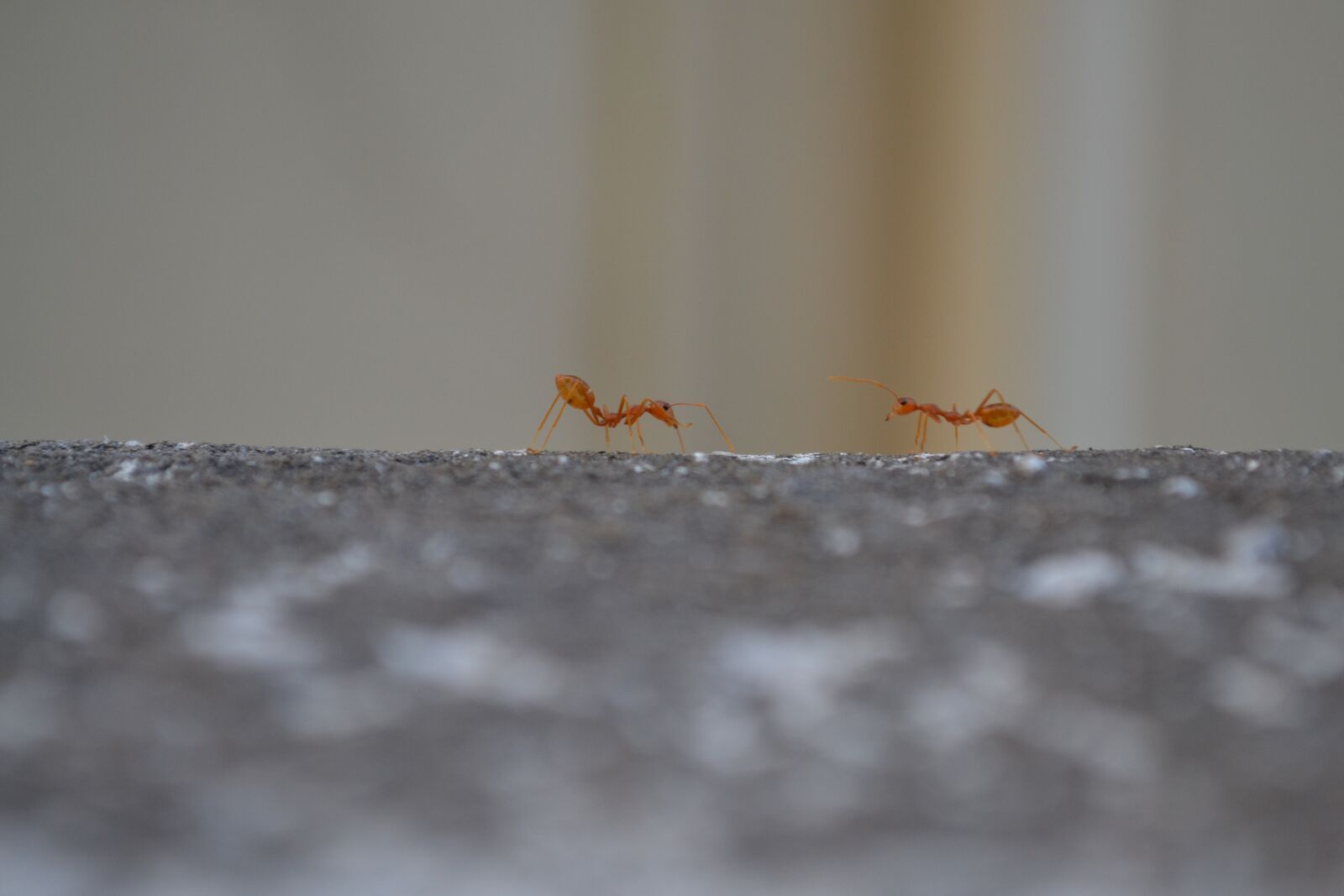 Nikon D3100 sample photo. Ants, animal, ant photography
