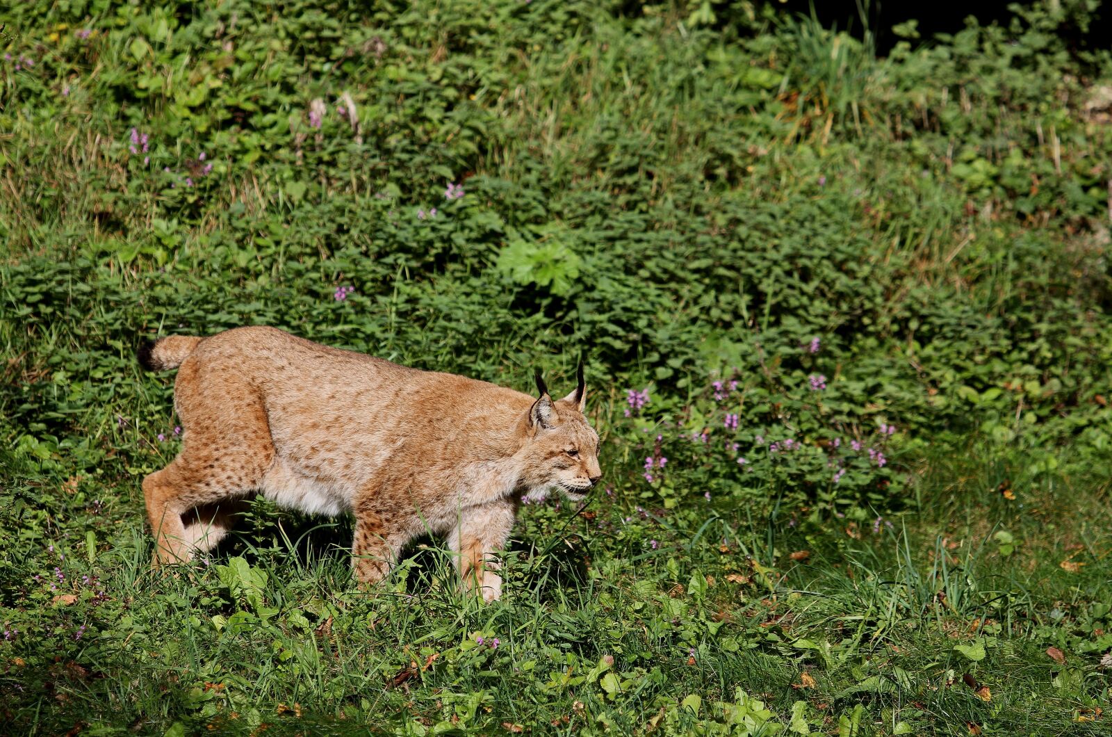 Canon EOS 7D sample photo. Lynx, big cat, cat photography