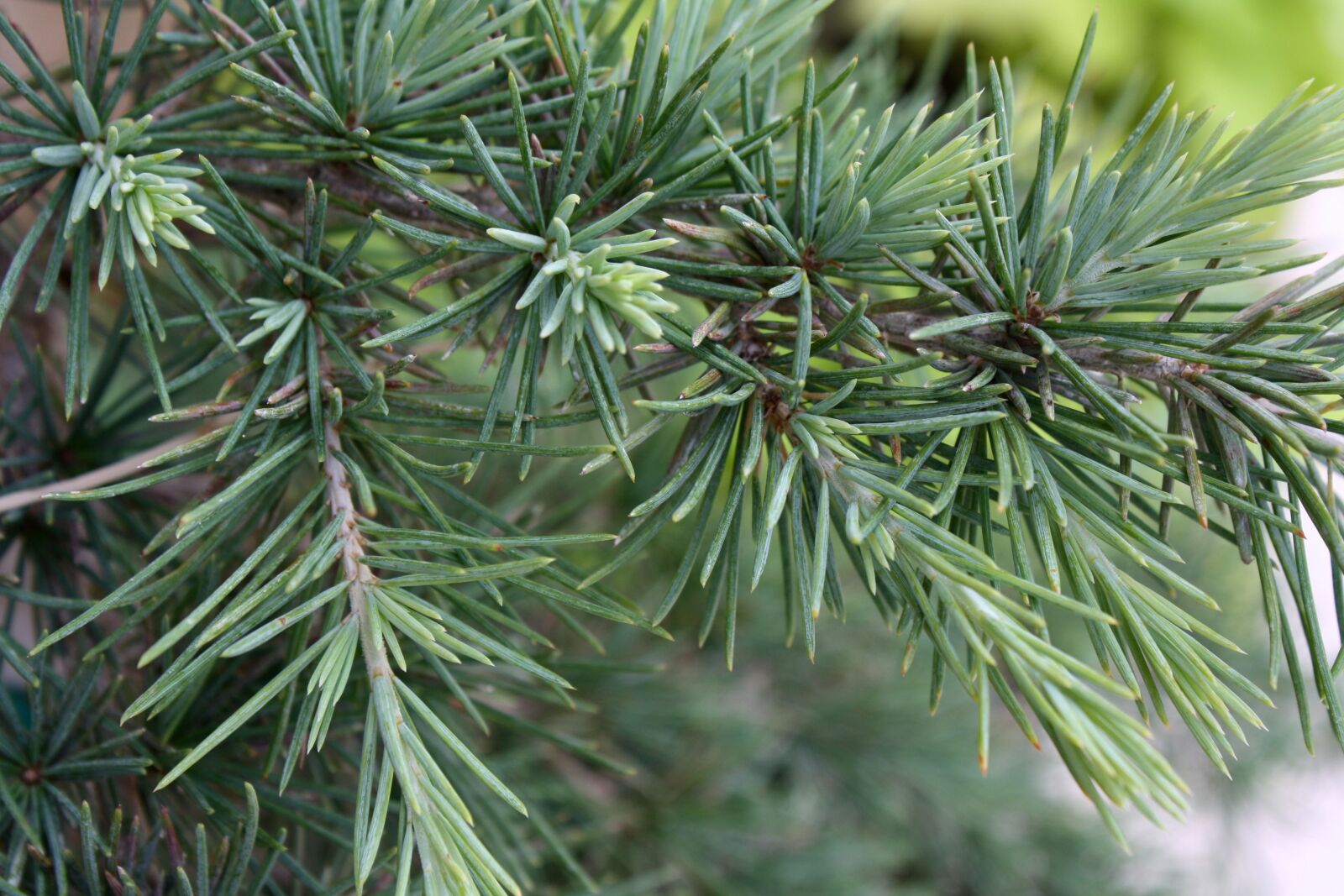 Canon EOS 1000D (EOS Digital Rebel XS / EOS Kiss F) sample photo. Pine, plant, nature photography