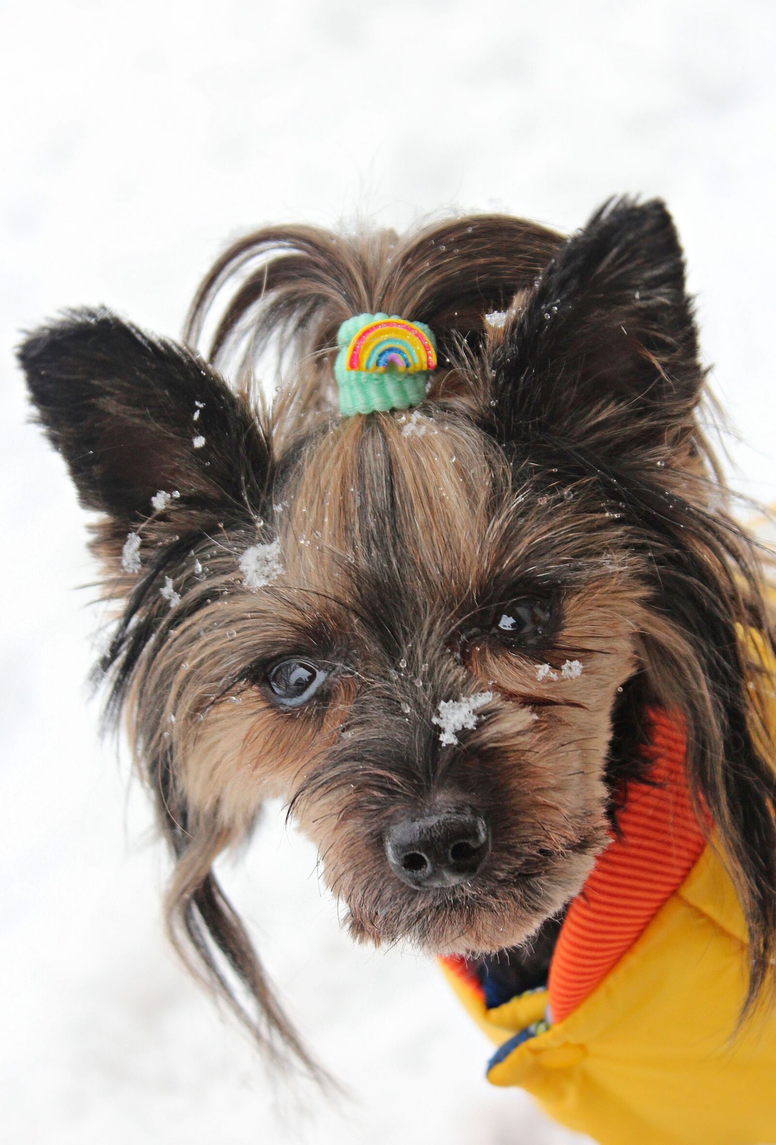 Canon EOS 600D (Rebel EOS T3i / EOS Kiss X5) sample photo. Yorkshire terrier, dog, dog photography