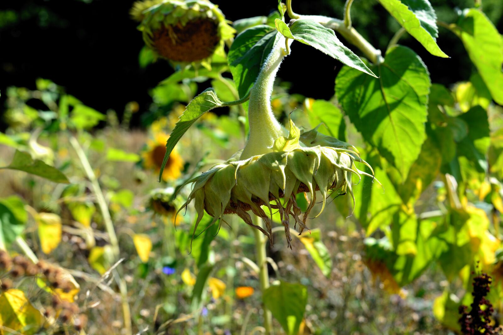 Nikon D610 sample photo. Sunflower, faded, drought photography