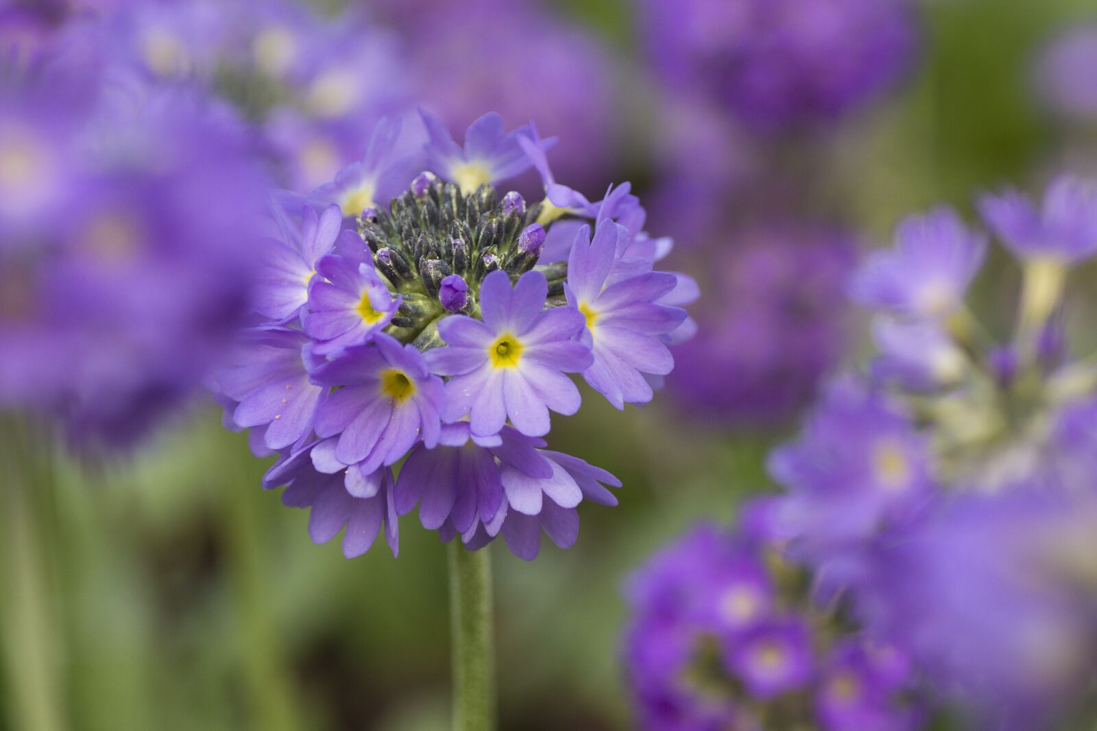 Sony SLT-A77 sample photo. Primrose, primelart, flower photography