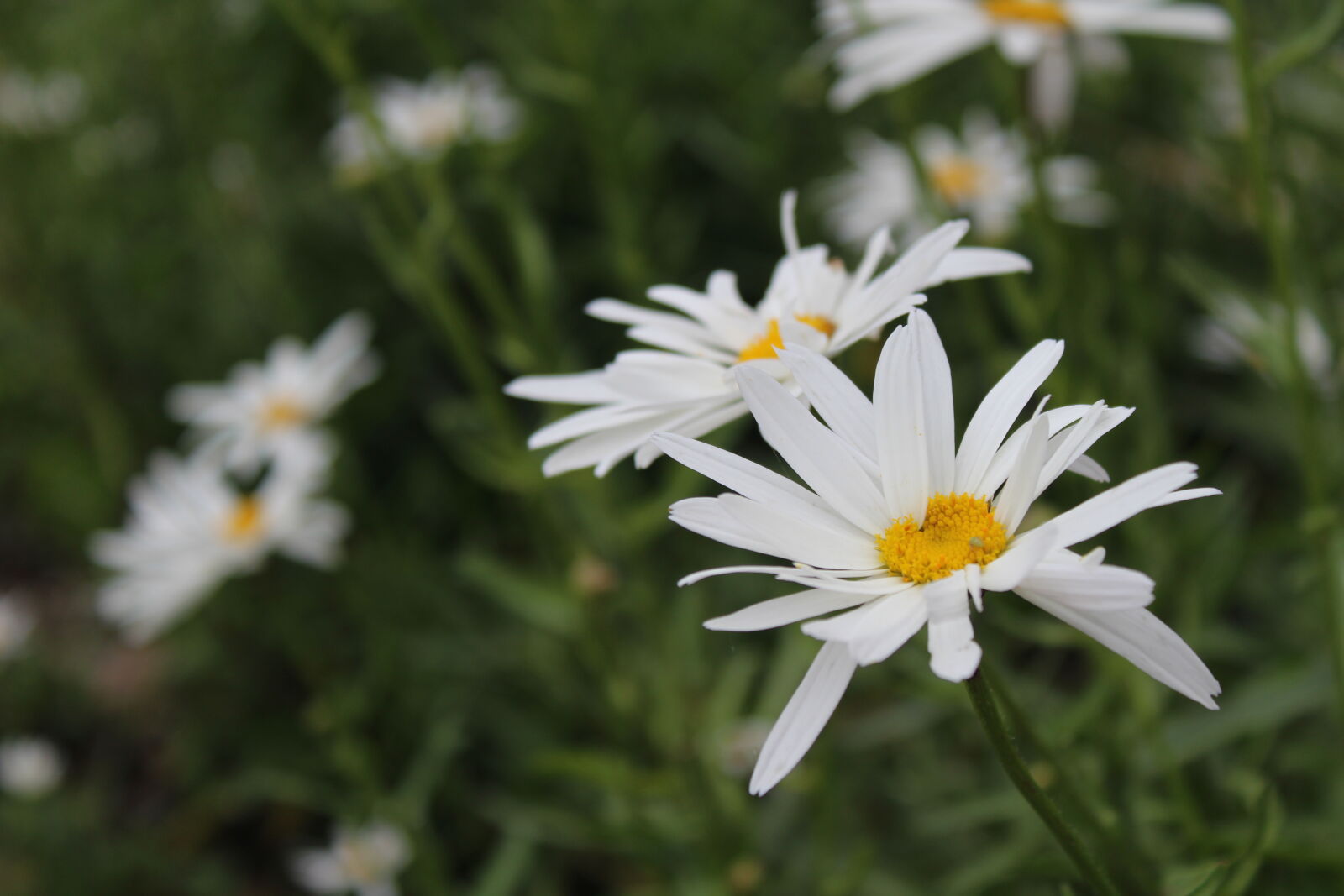 Canon EOS 1200D (EOS Rebel T5 / EOS Kiss X70 / EOS Hi) sample photo. Beautiful, flowers, beauty, lily photography