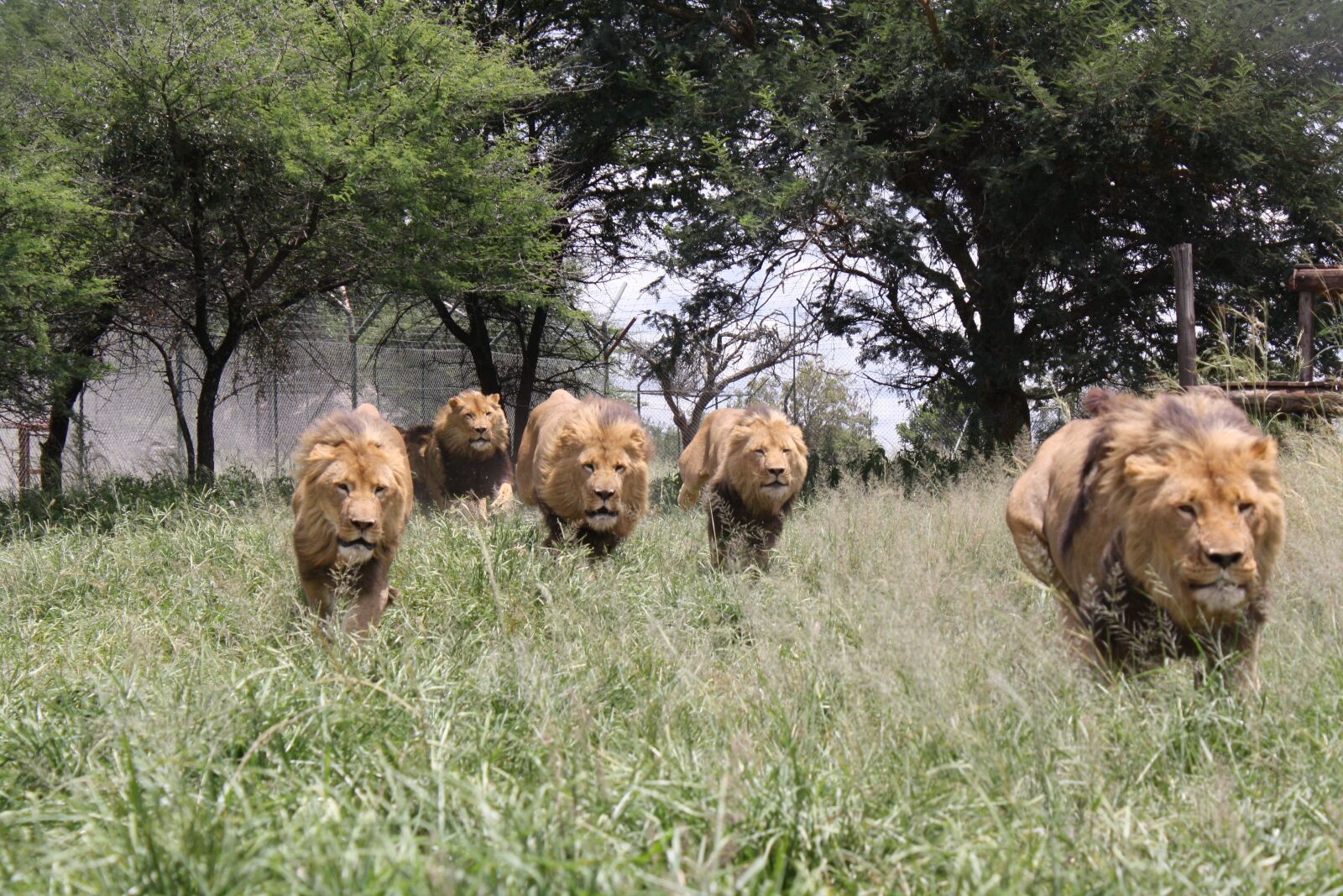 Canon EOS 1000D (EOS Digital Rebel XS / EOS Kiss F) sample photo. Lion charge, wild animals photography
