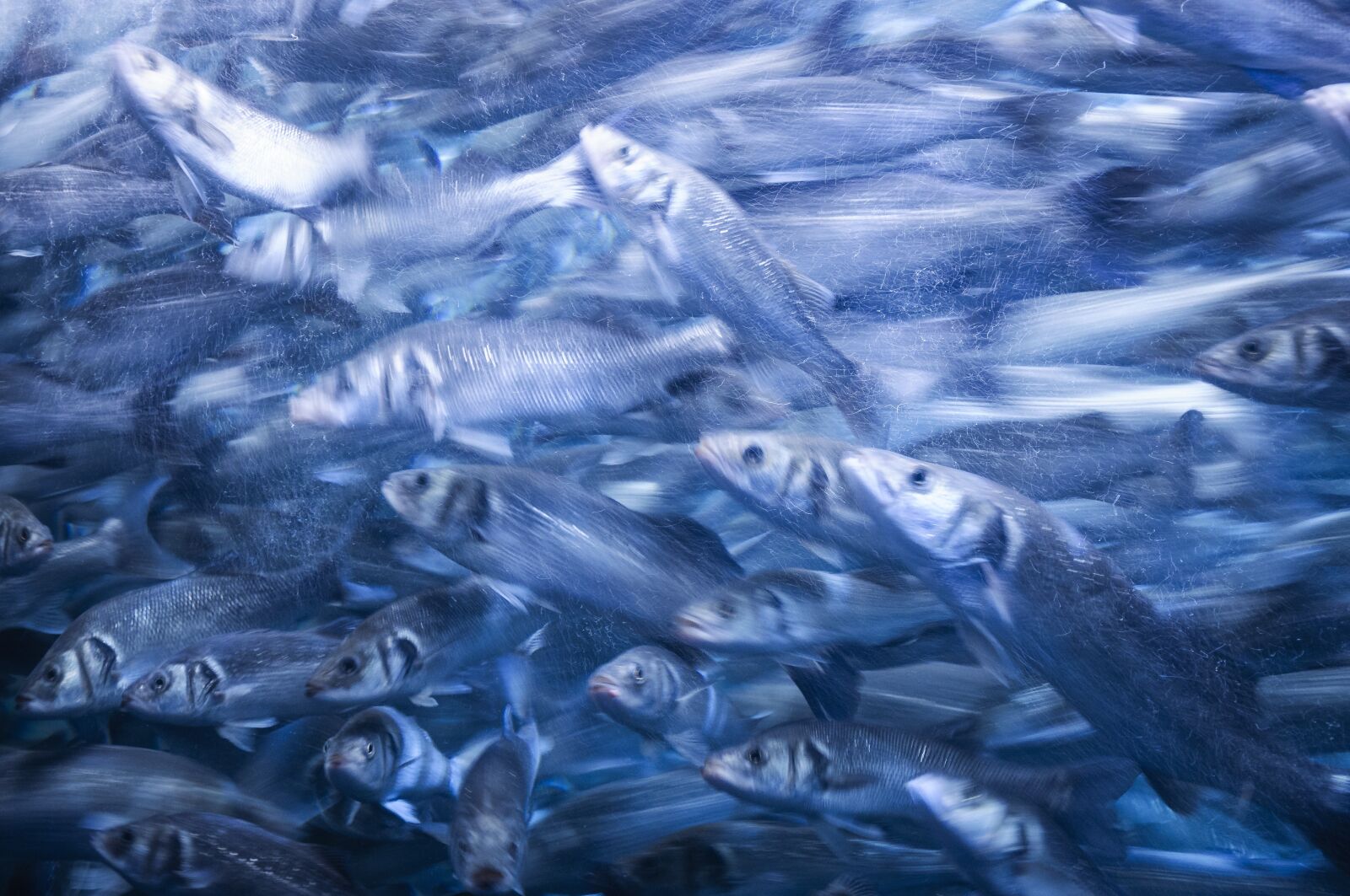 Nikon D5000 sample photo. Fish, blue, underwater photography