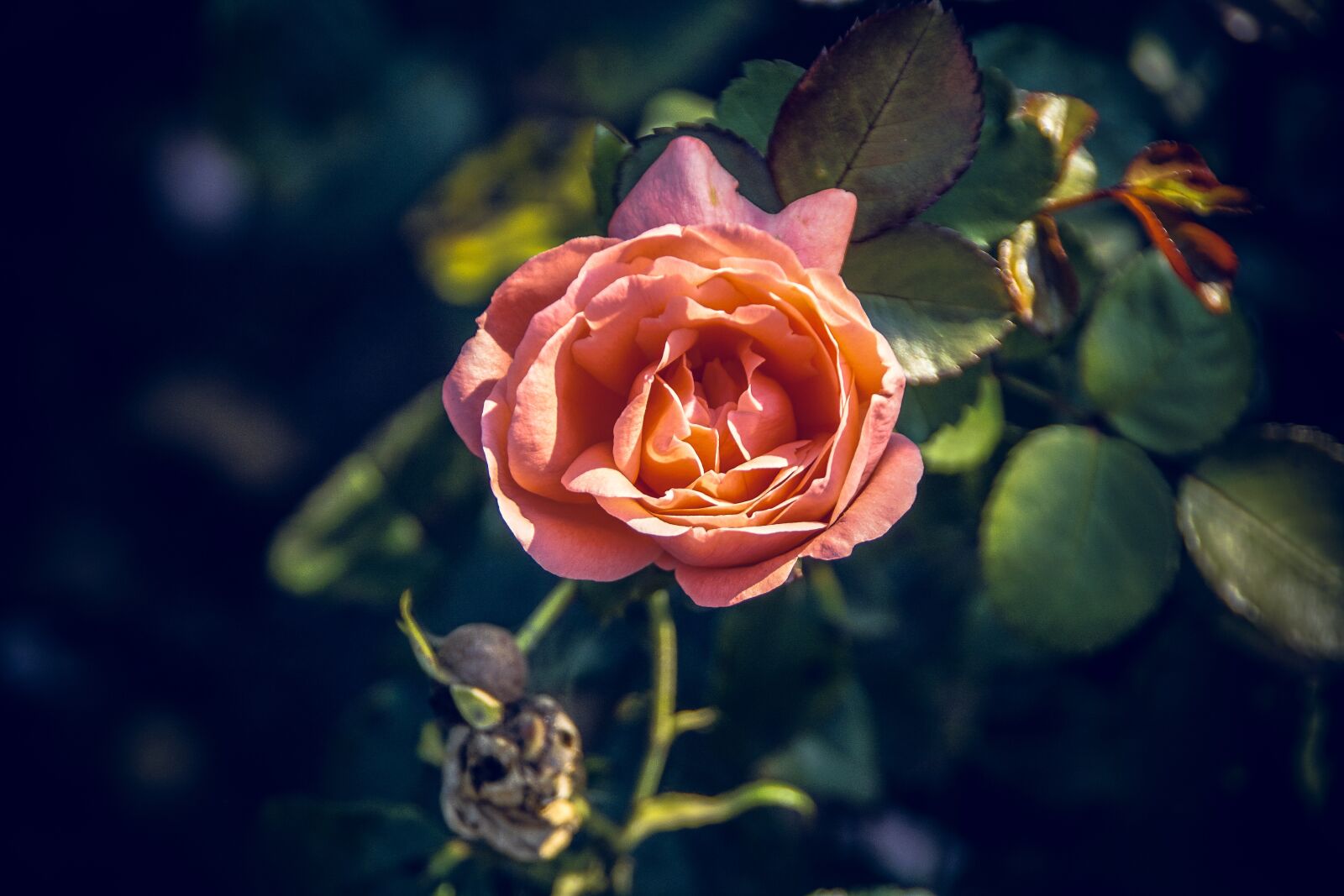 Sony ILCA-77M2 sample photo. Rose, blossom, bloom photography