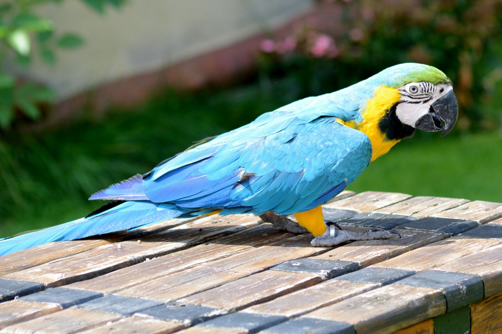 Nikon D5200 sample photo. Bird, parrot, colorful photography
