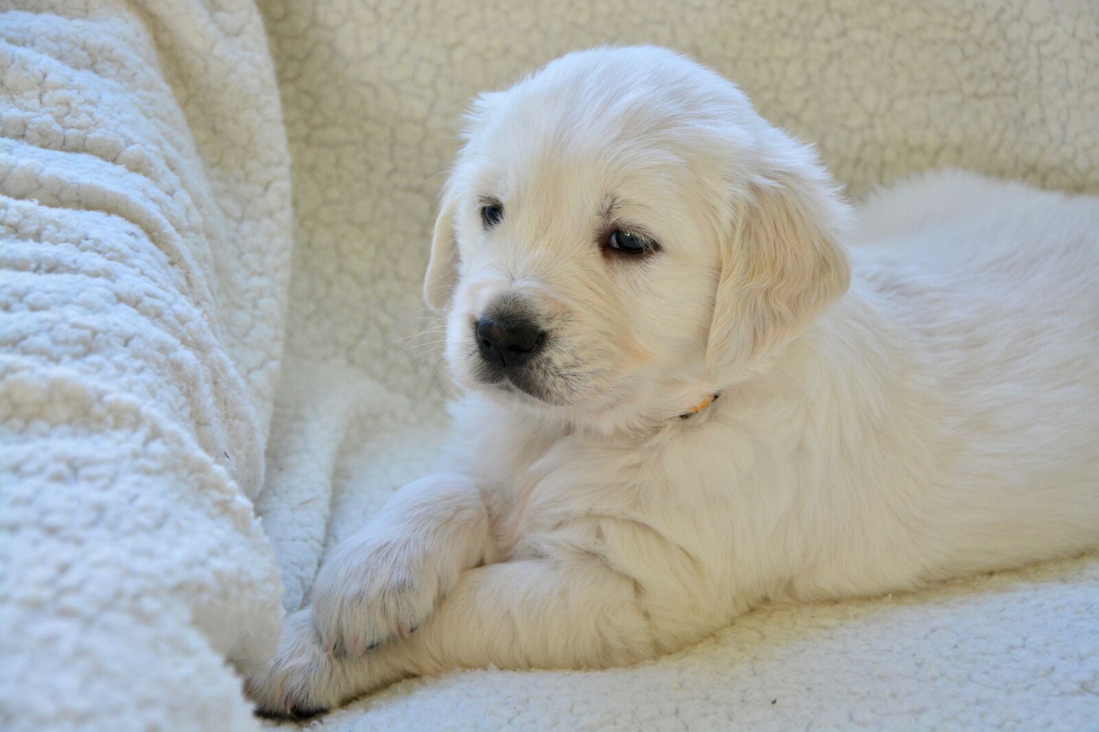 Nikon D5200 sample photo. Puppy, pup, puppies photography