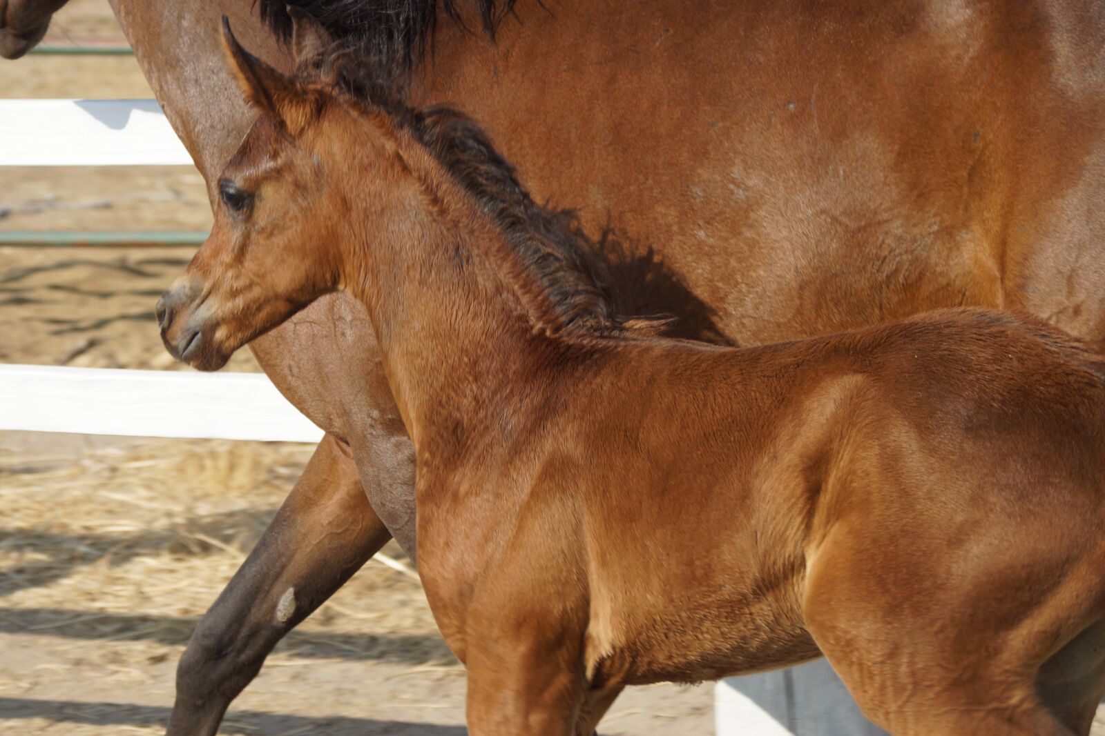 Sony SLT-A77 sample photo. Foal, baby horse, horses photography