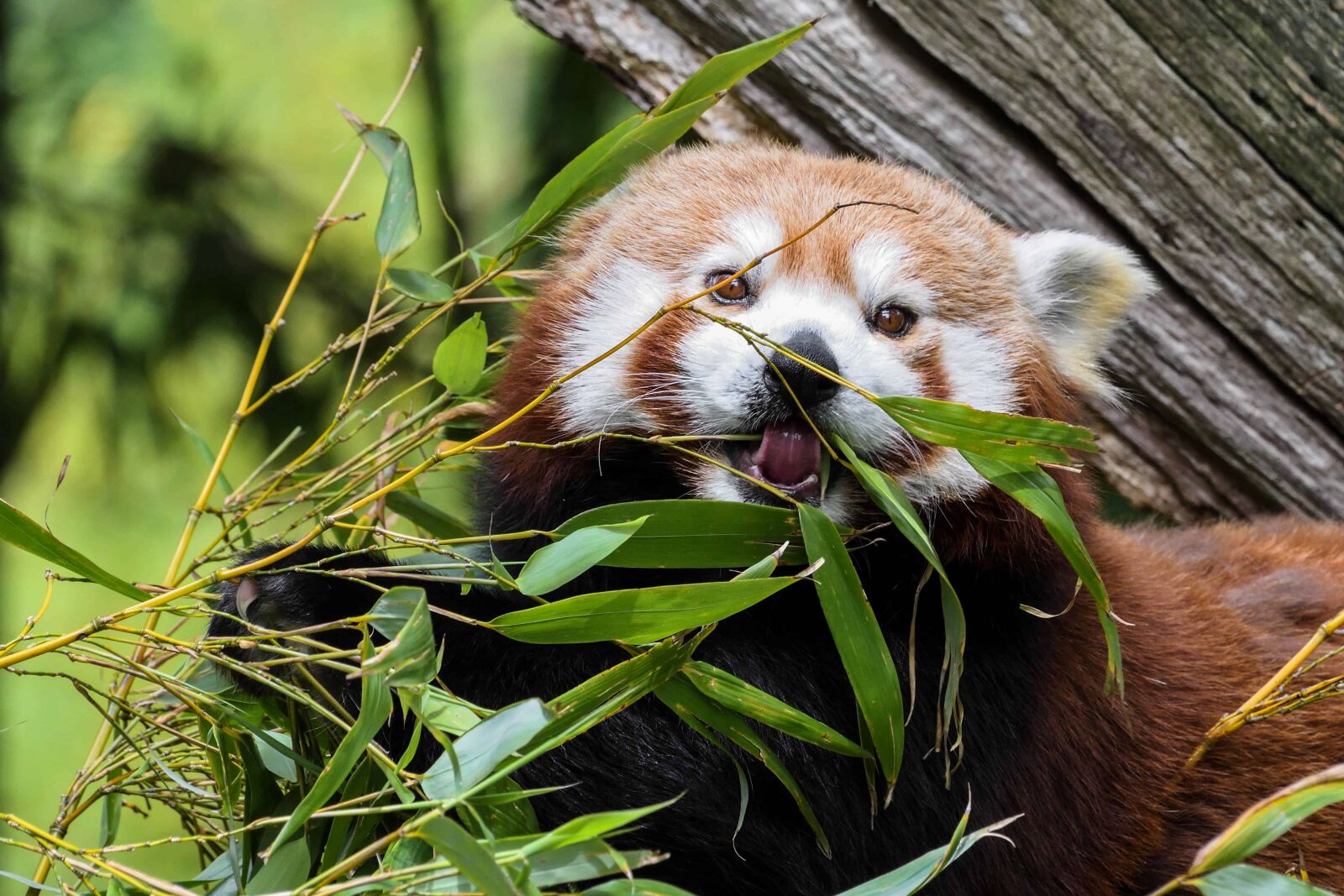 Nikon D500 sample photo. Nature, wildlife, cute, animal photography