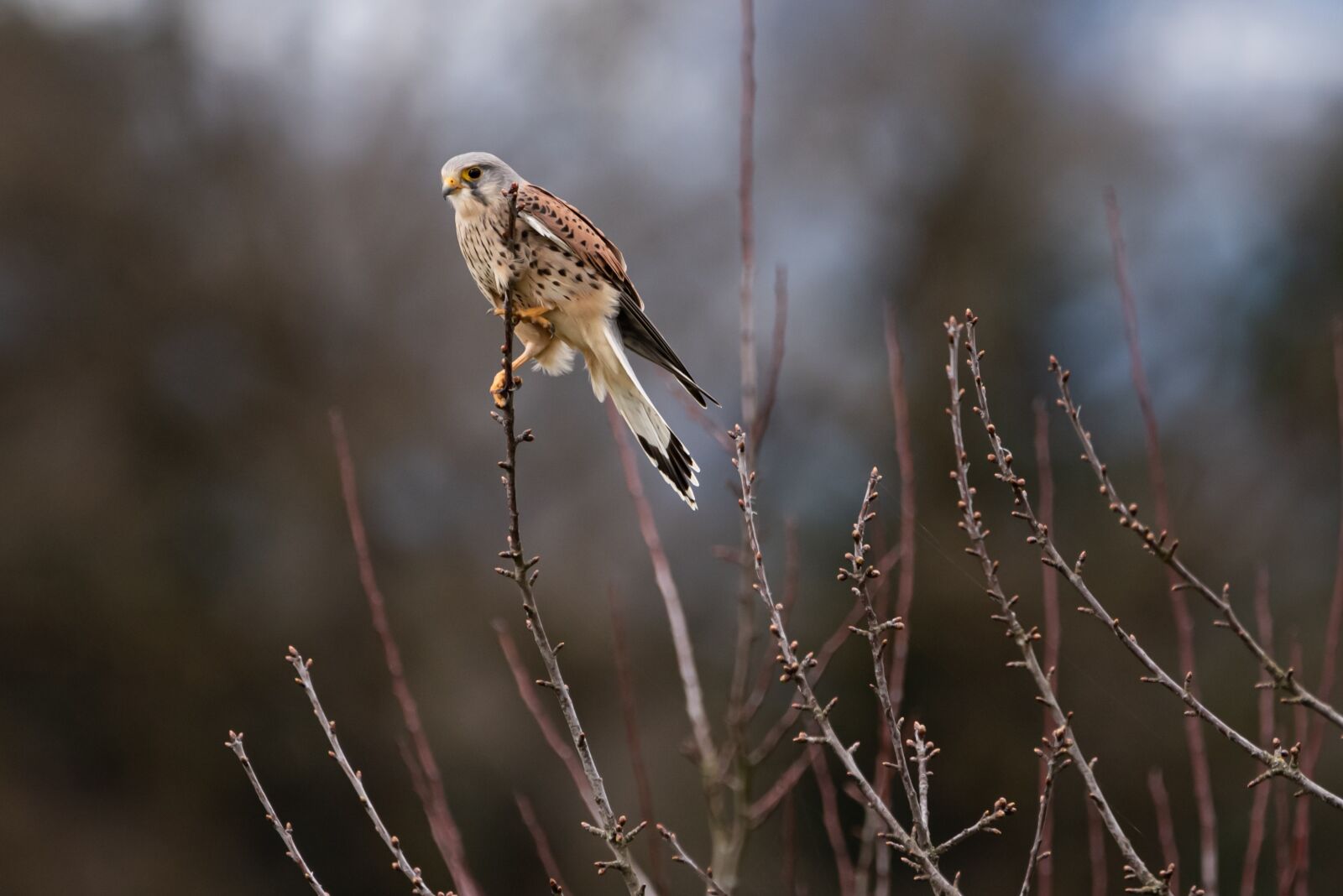 Nikon D750 sample photo. Kestrel, bird, nature photography