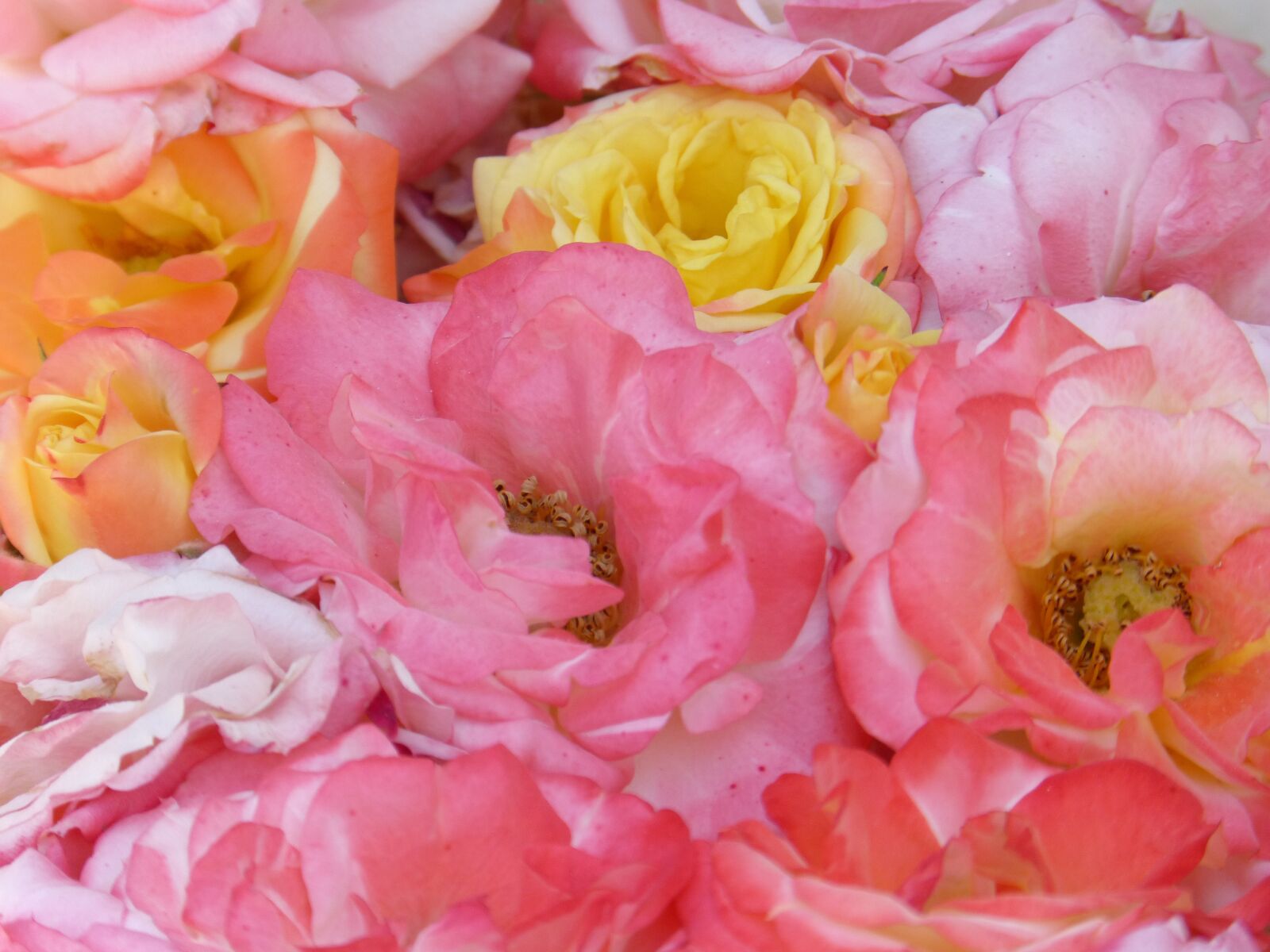 Panasonic DMC-FZ62 sample photo. Roses, flowers, texture photography
