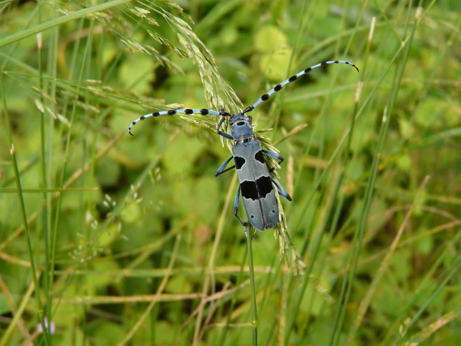 Panasonic DMC-FZ18 sample photo. Nature, beetle, animal photography