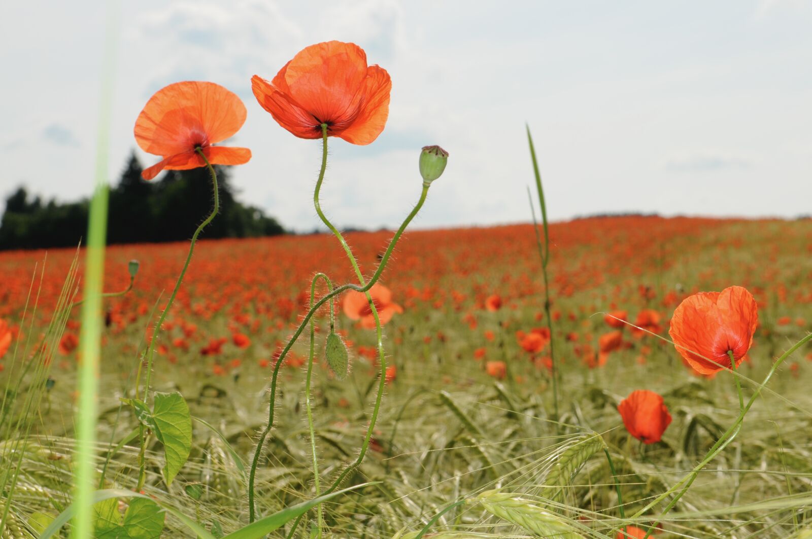 Nikon D300 sample photo. Poppy, field, klatschmohn photography