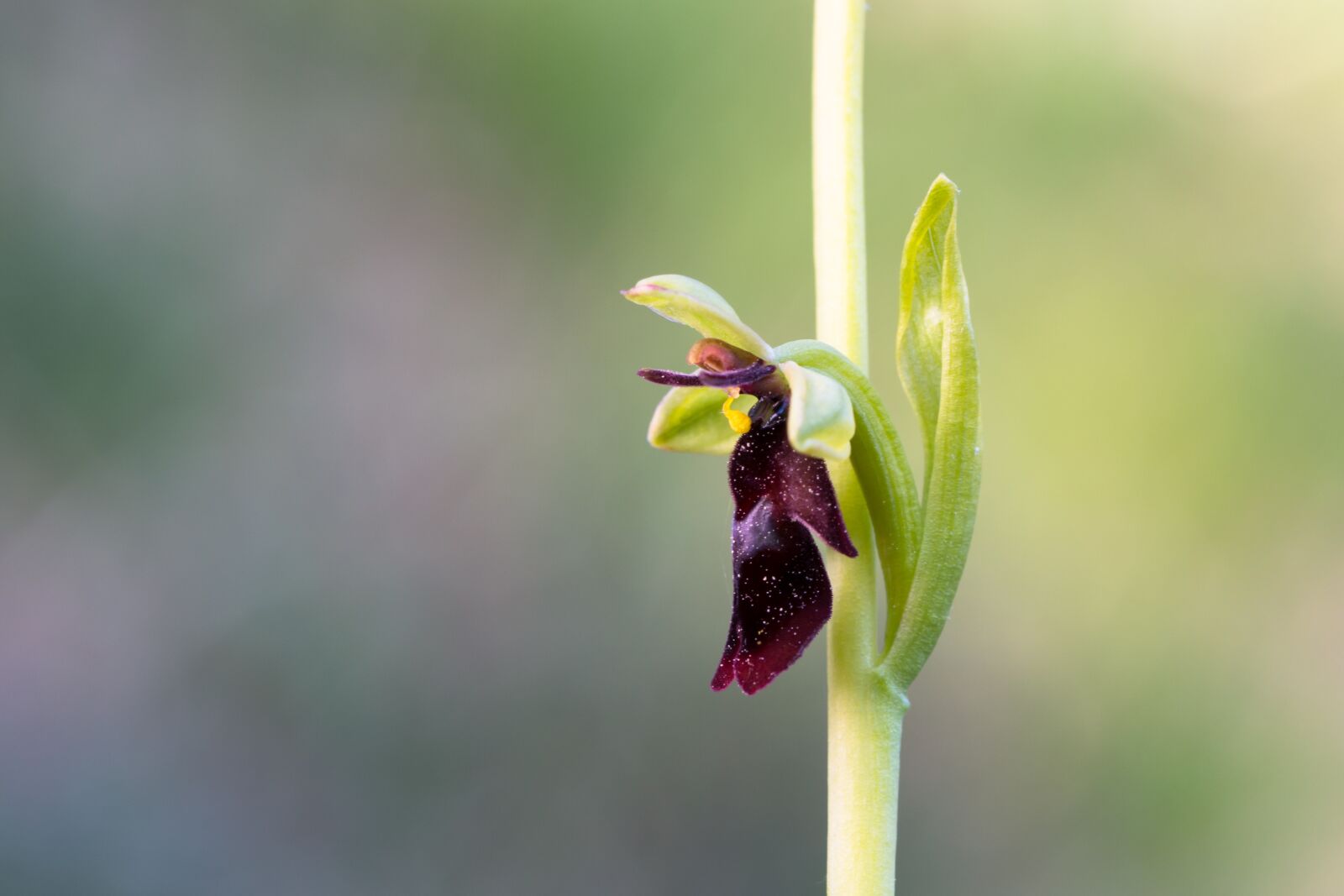 Tamron SP AF 60mm F2 Di II LD IF Macro sample photo. Fly orchid, wildform, orchid photography