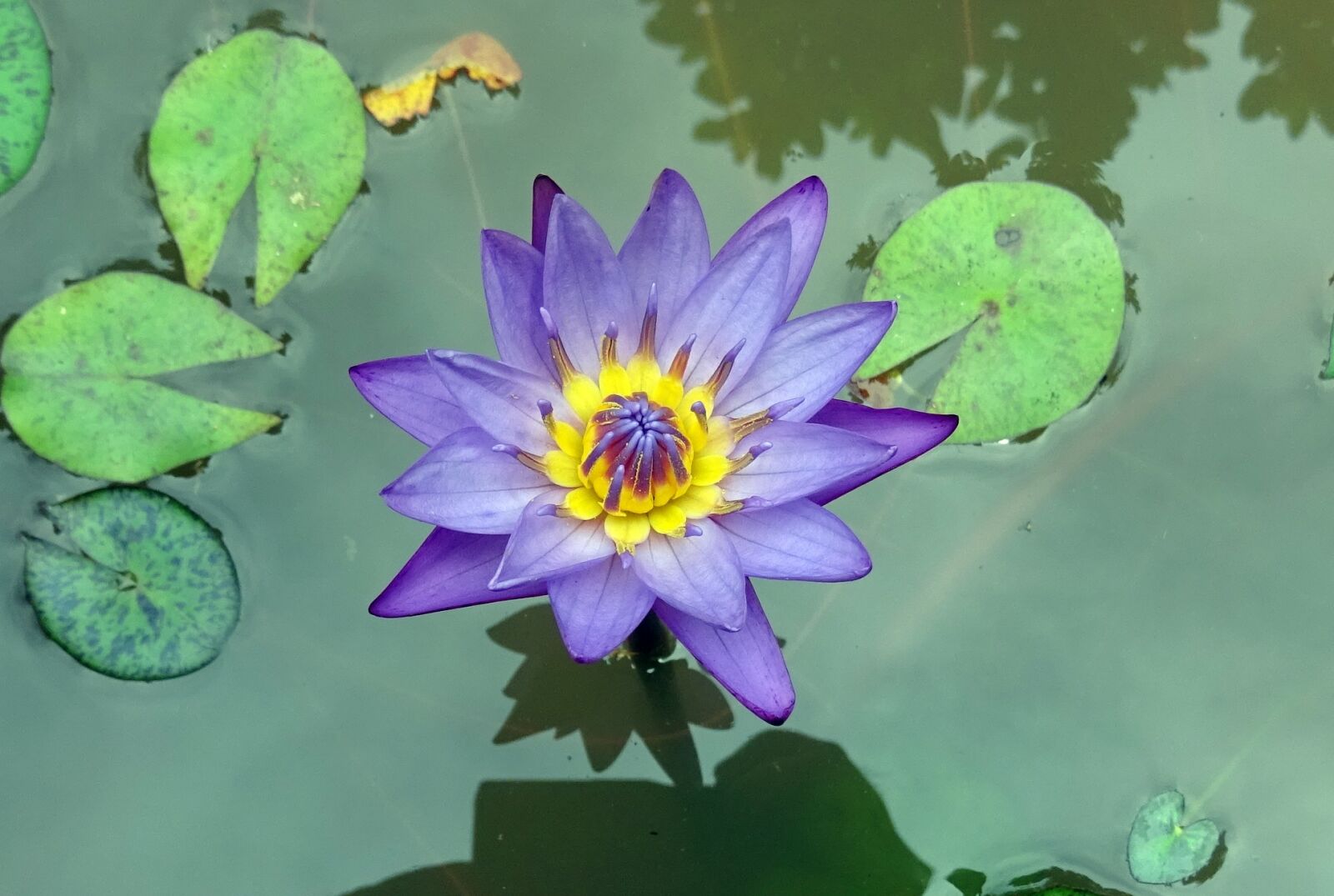 Sony DSC-HX60V sample photo. Lily, flower, nymphaea tina photography