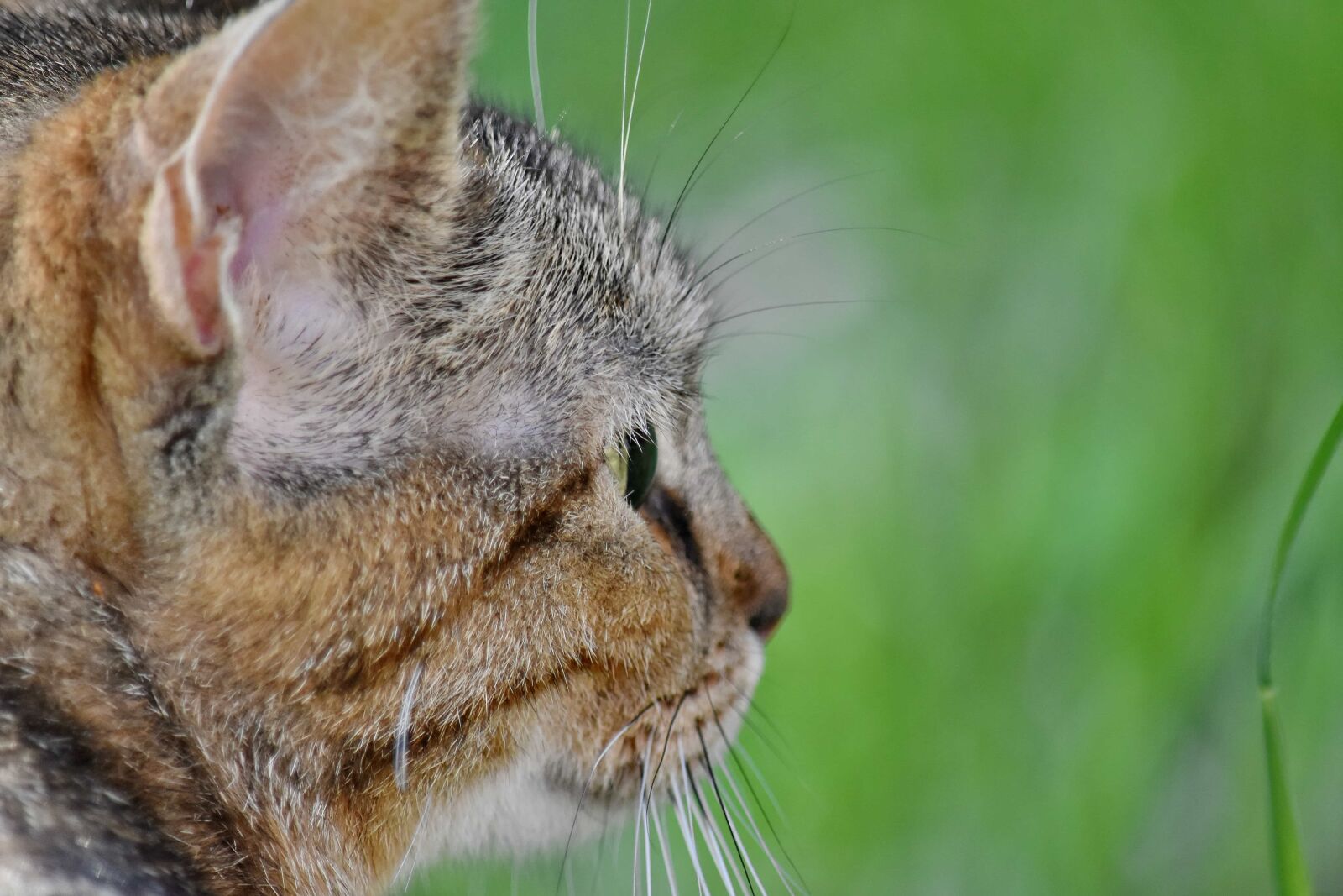 Nikon D5500 sample photo. Tabby cat, animal, cat photography