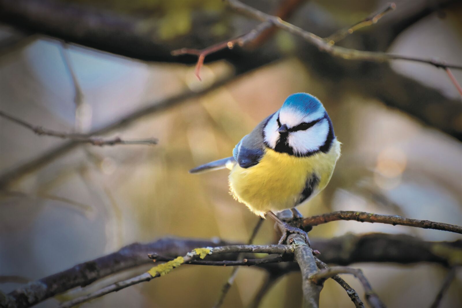 Nikon D7200 sample photo. Blue tit, tit, songbird photography