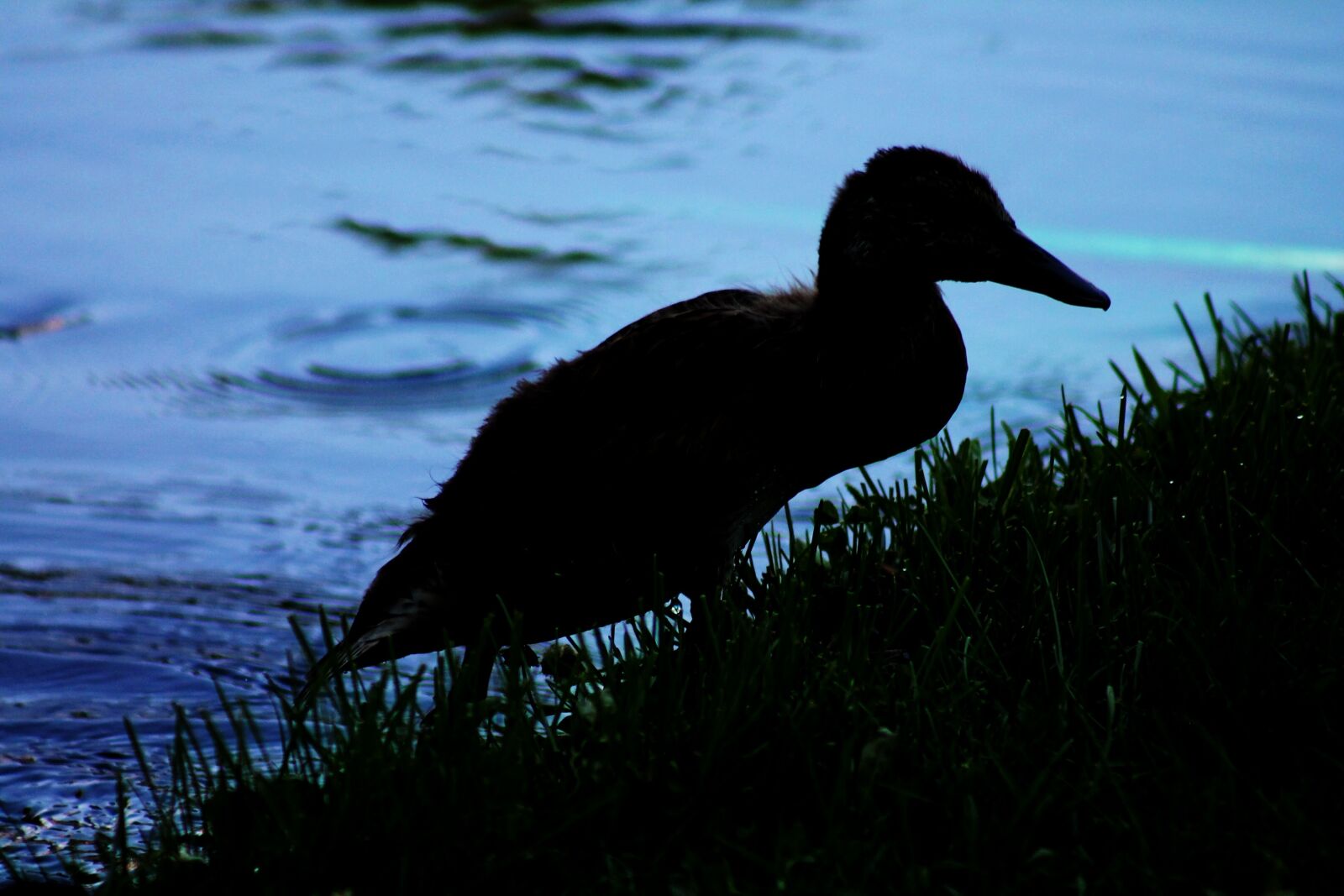Canon EF 75-300mm f/4-5.6 sample photo. Duck, duckling, wildlife photography