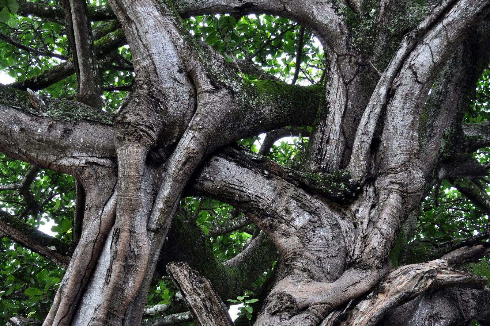Nikon D5000 sample photo. Intertwined, branches, large, tree photography