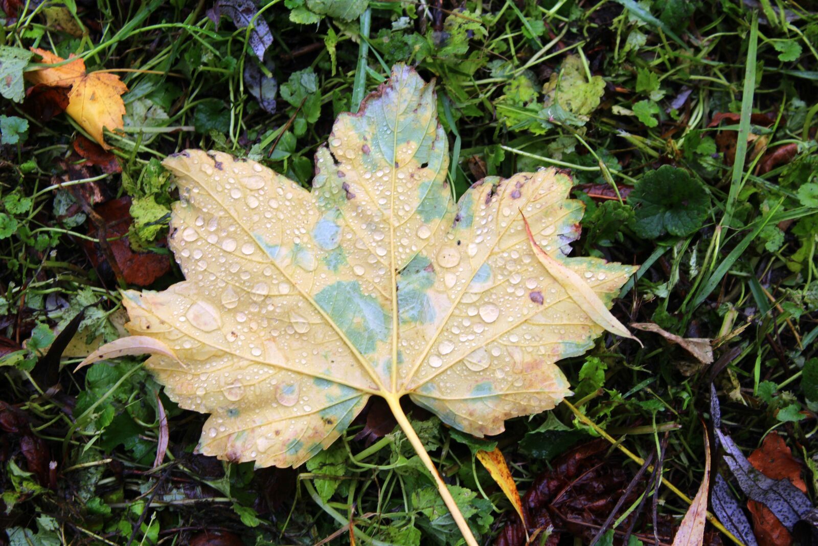 Canon EOS 1200D (EOS Rebel T5 / EOS Kiss X70 / EOS Hi) sample photo. Foliage, autumn, drops of photography