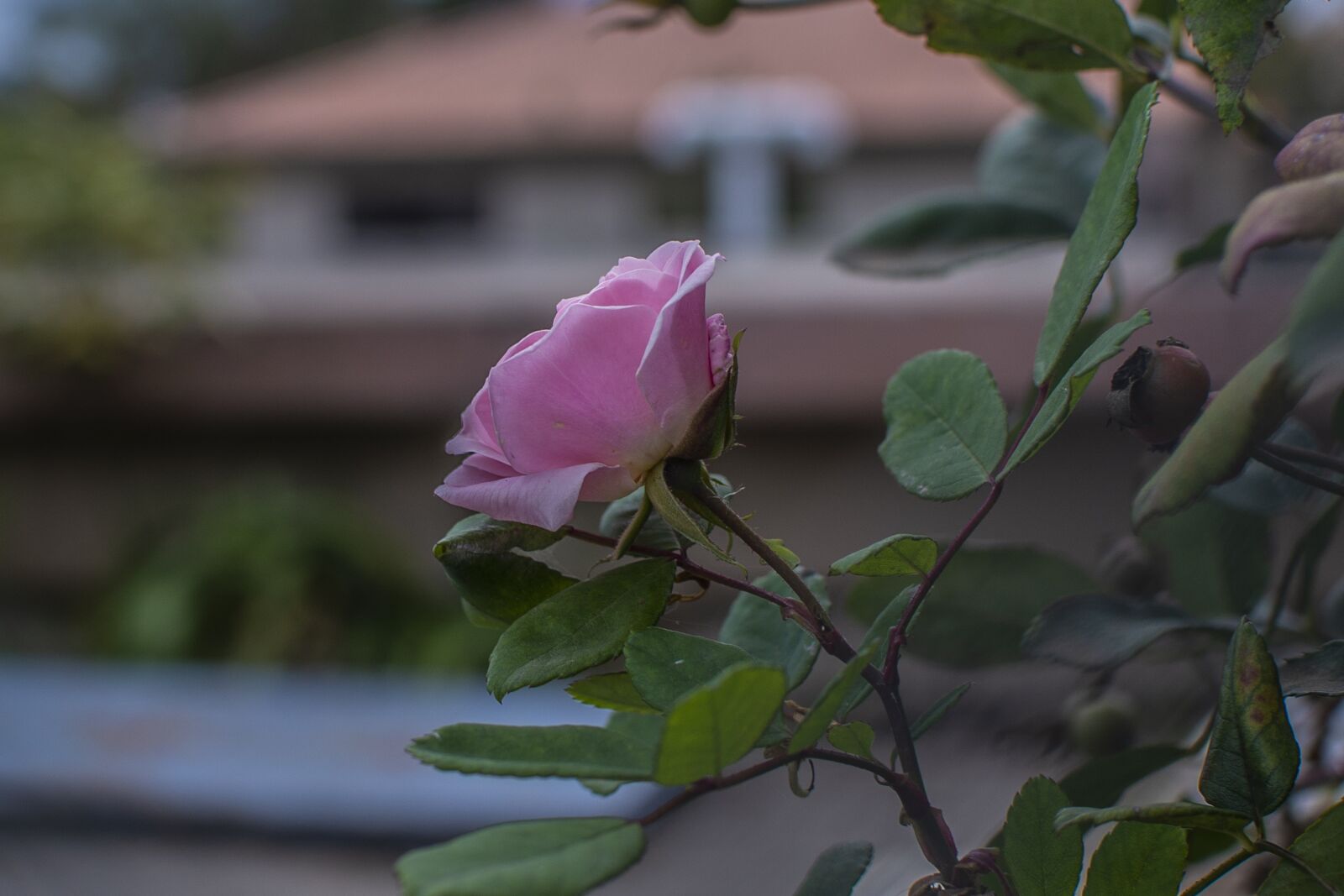 Nikon D600 sample photo. Rosa, flower, nature photography