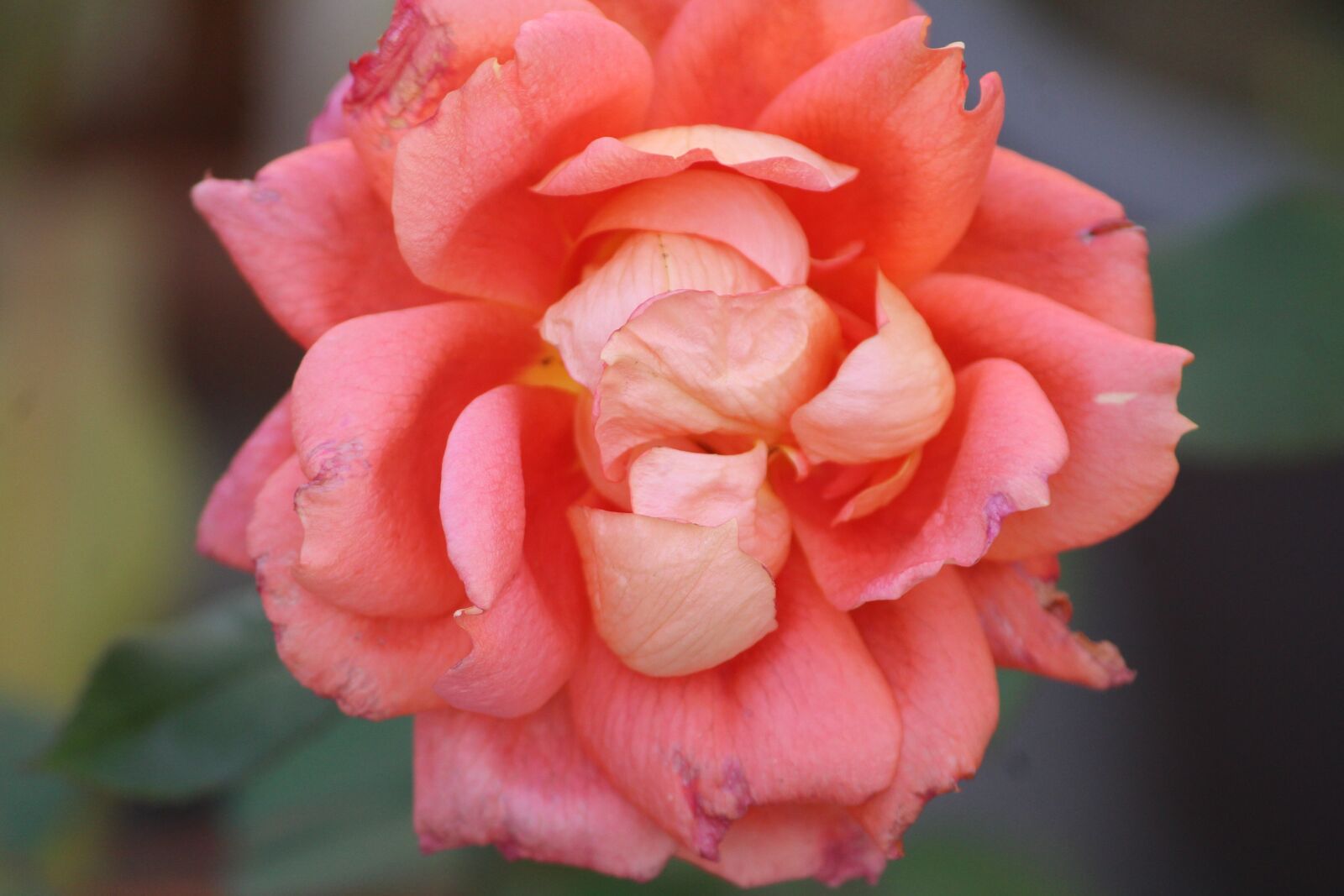 Canon EOS 1200D (EOS Rebel T5 / EOS Kiss X70 / EOS Hi) sample photo. Pink, rose, centifolia roses photography