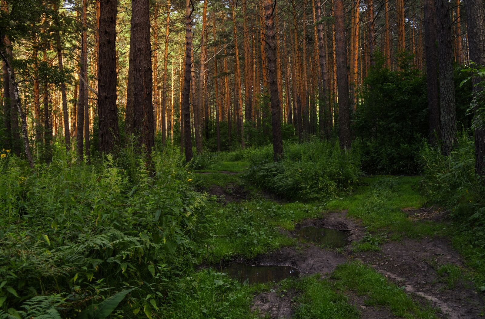 Nikon D5000 sample photo. Road, forest, summer photography