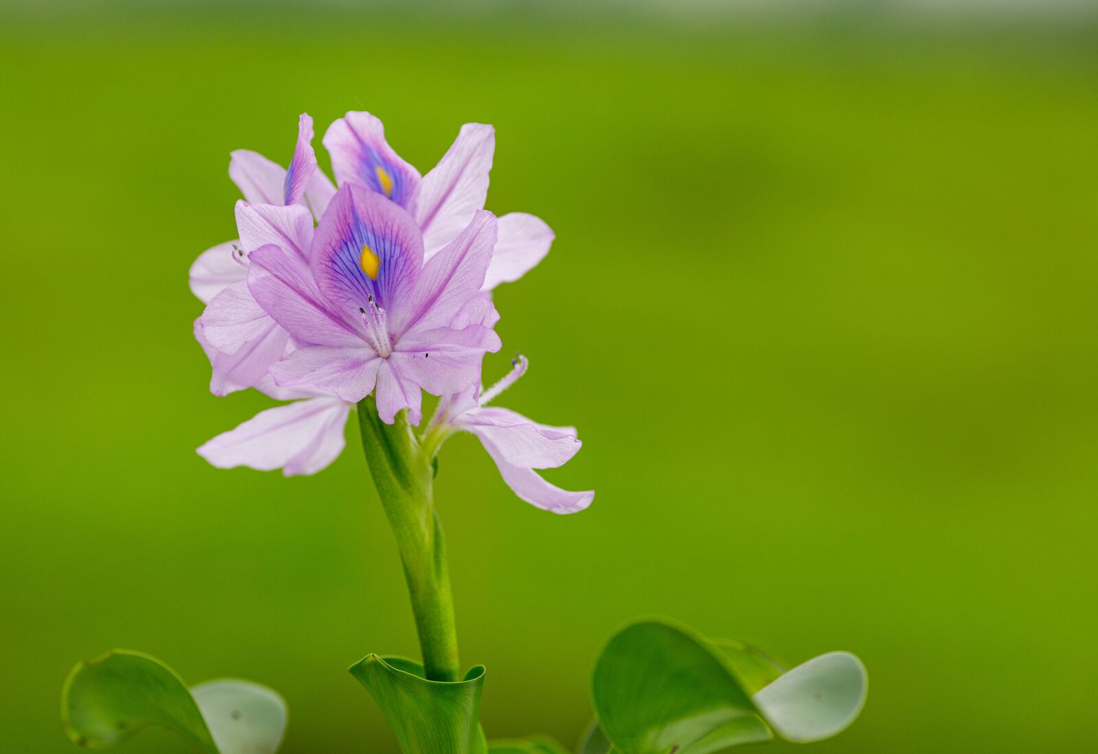 Canon EOS 5D Mark III + Canon EF 135mm F2L USM sample photo. Eichhornia crassipes, flower, ruffles photography